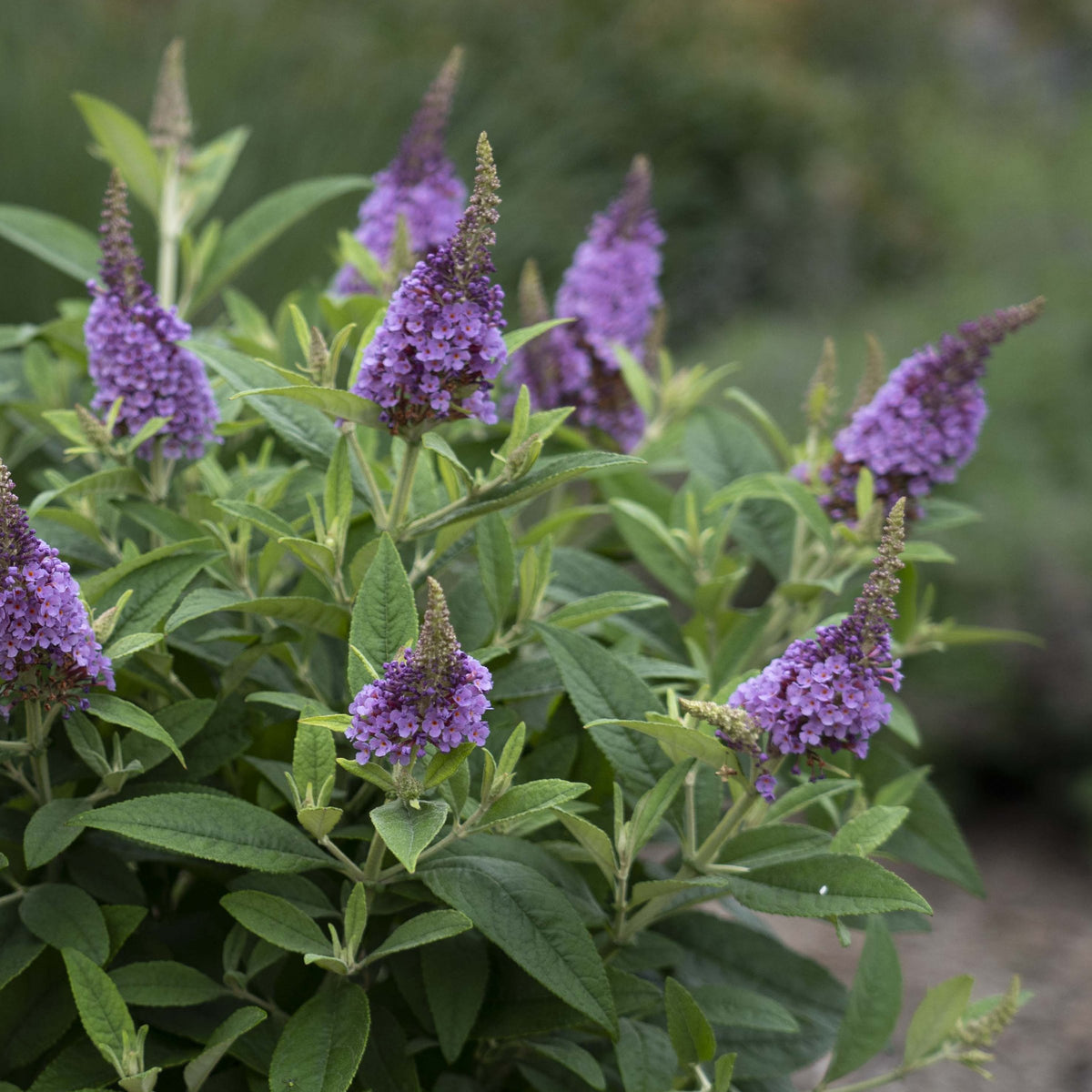Buddleia Dapper™ Lavender Butterfly Bush - 4" Pot