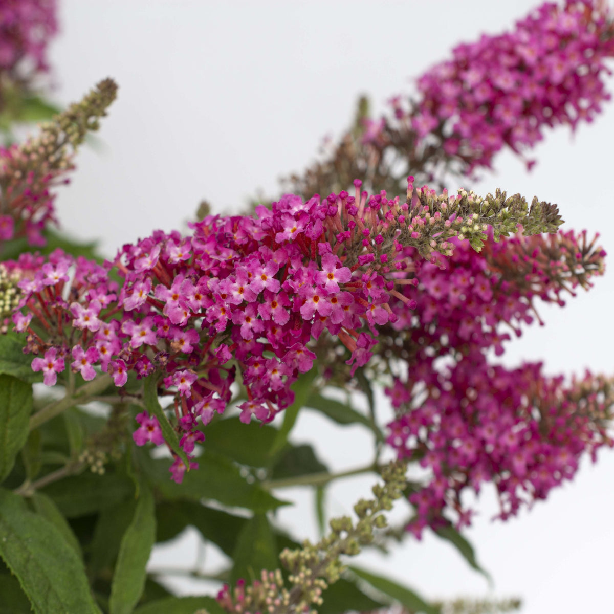 Buddleia Dapper® Pink Butterfly Bush - 4" Pot
