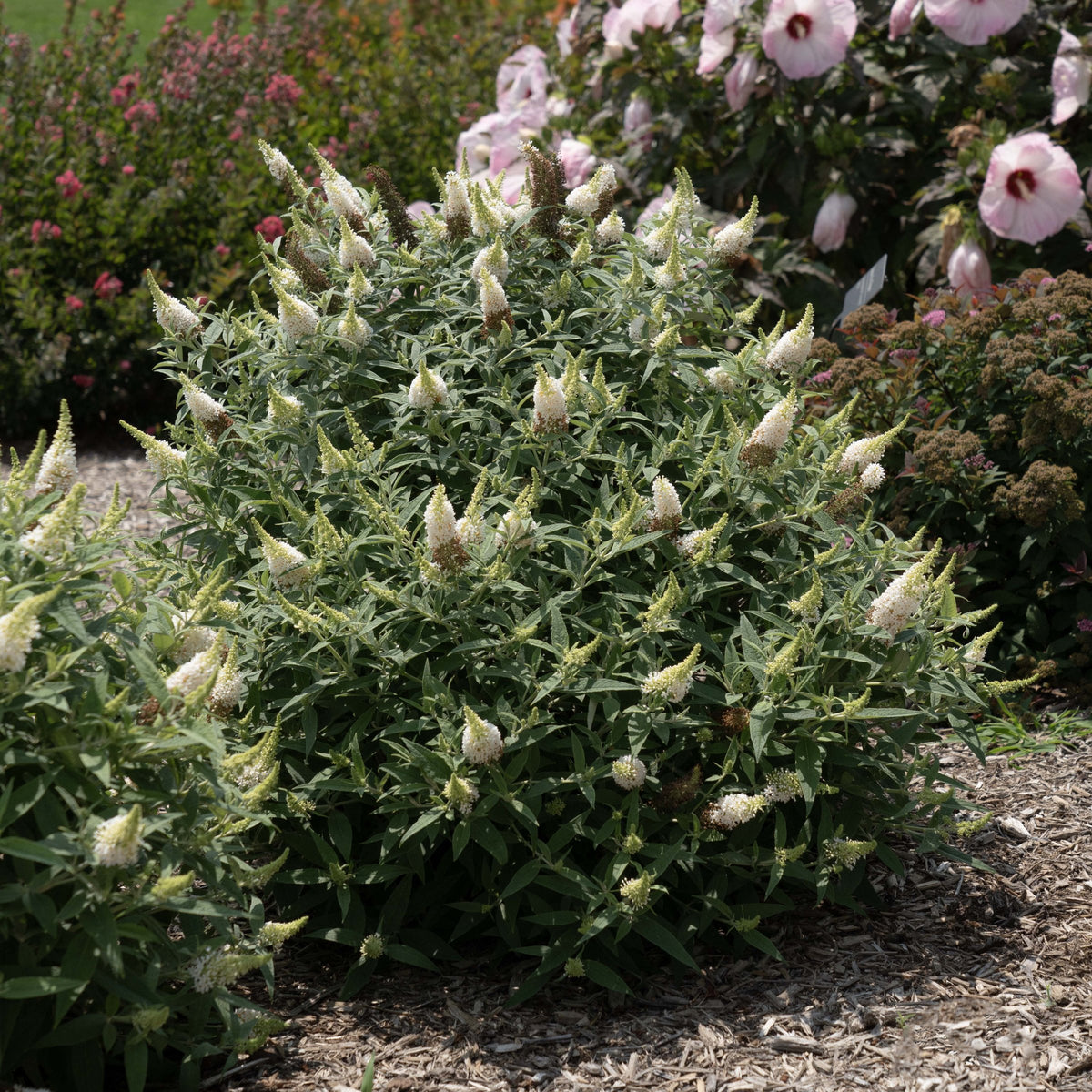 Buddleia Dapper™ White Butterfly Bush - 4" Pot