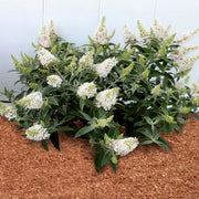 Buddleia - Dapper White Butterfly Bush - 3 Gallon (Pick Up Only)