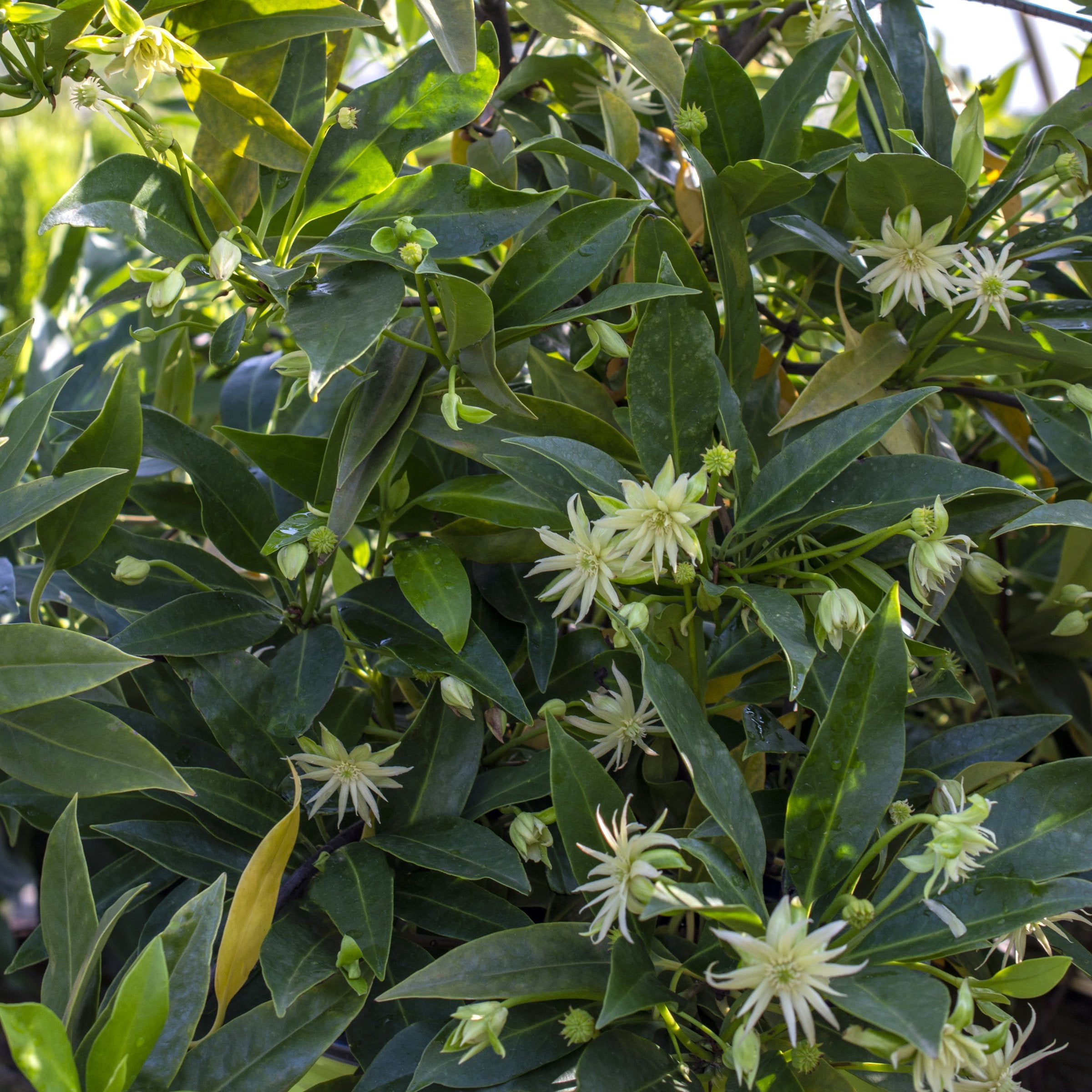 Illicium  'Orion' Star Flower Shrub - 1 Gallon Pot