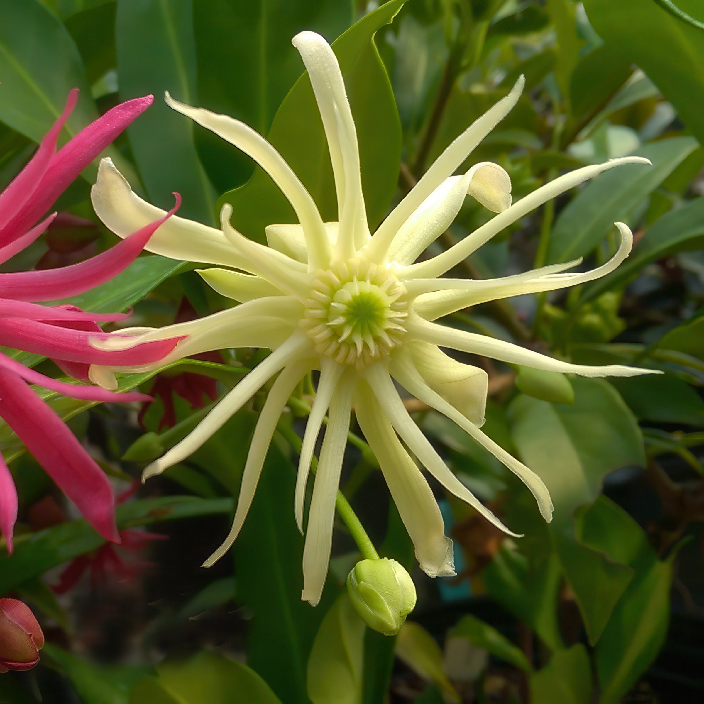 Illicium  'Orion' Star Flower Shrub - 1 Gallon Pot