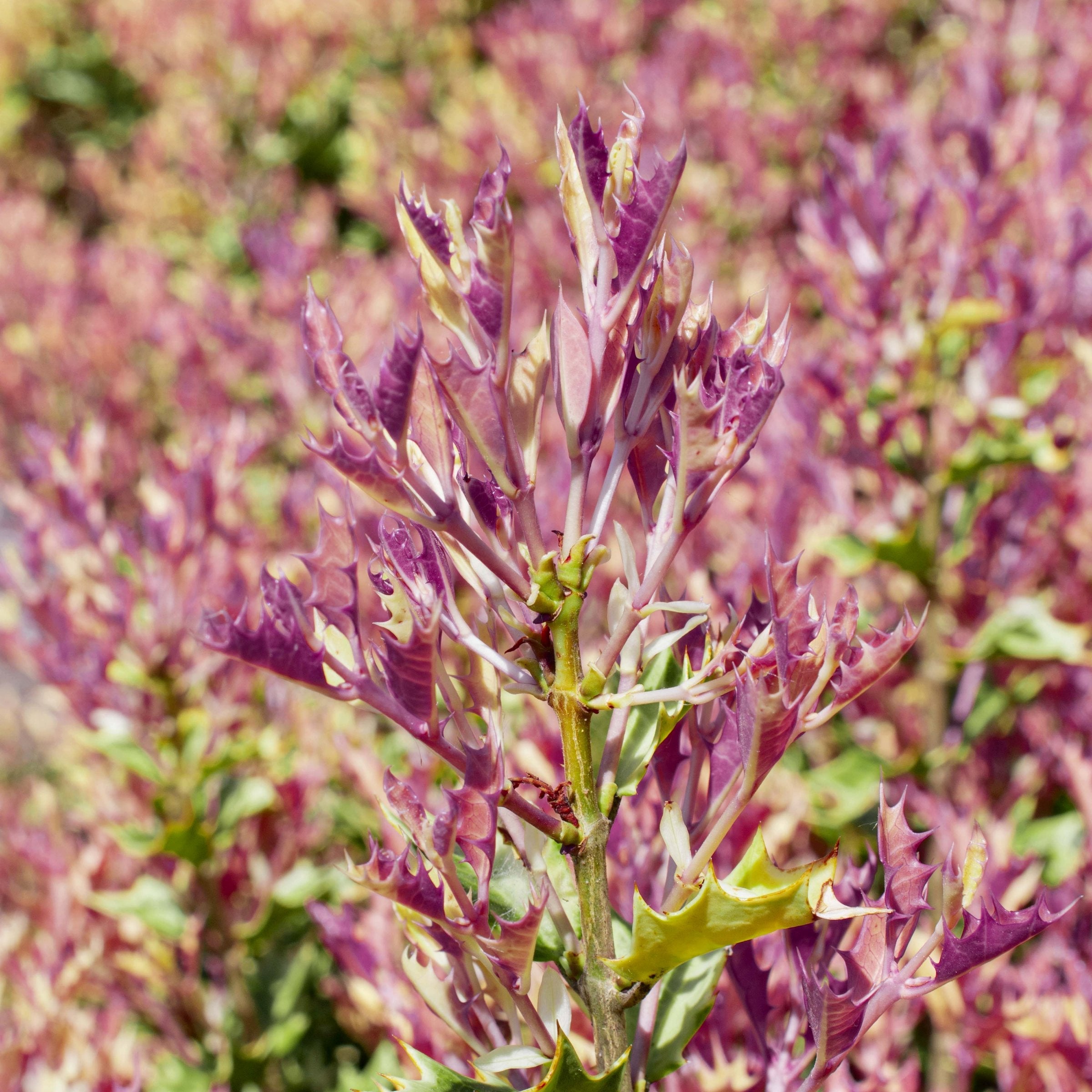 Osmanthus heterophyllus Party Lights™- 3 Gallon Pot, THE BIG PLANT SALE