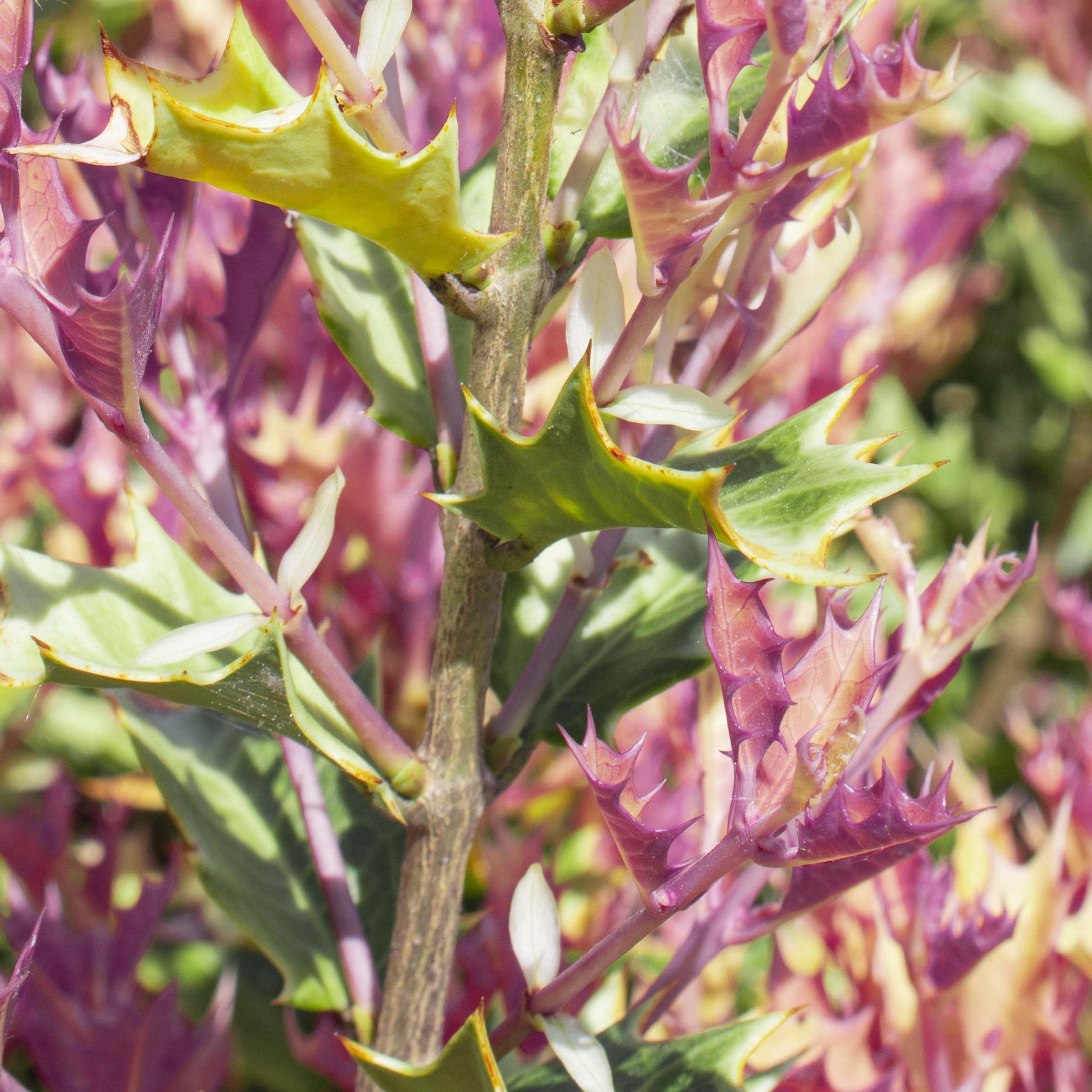 Cottage Farms Direct