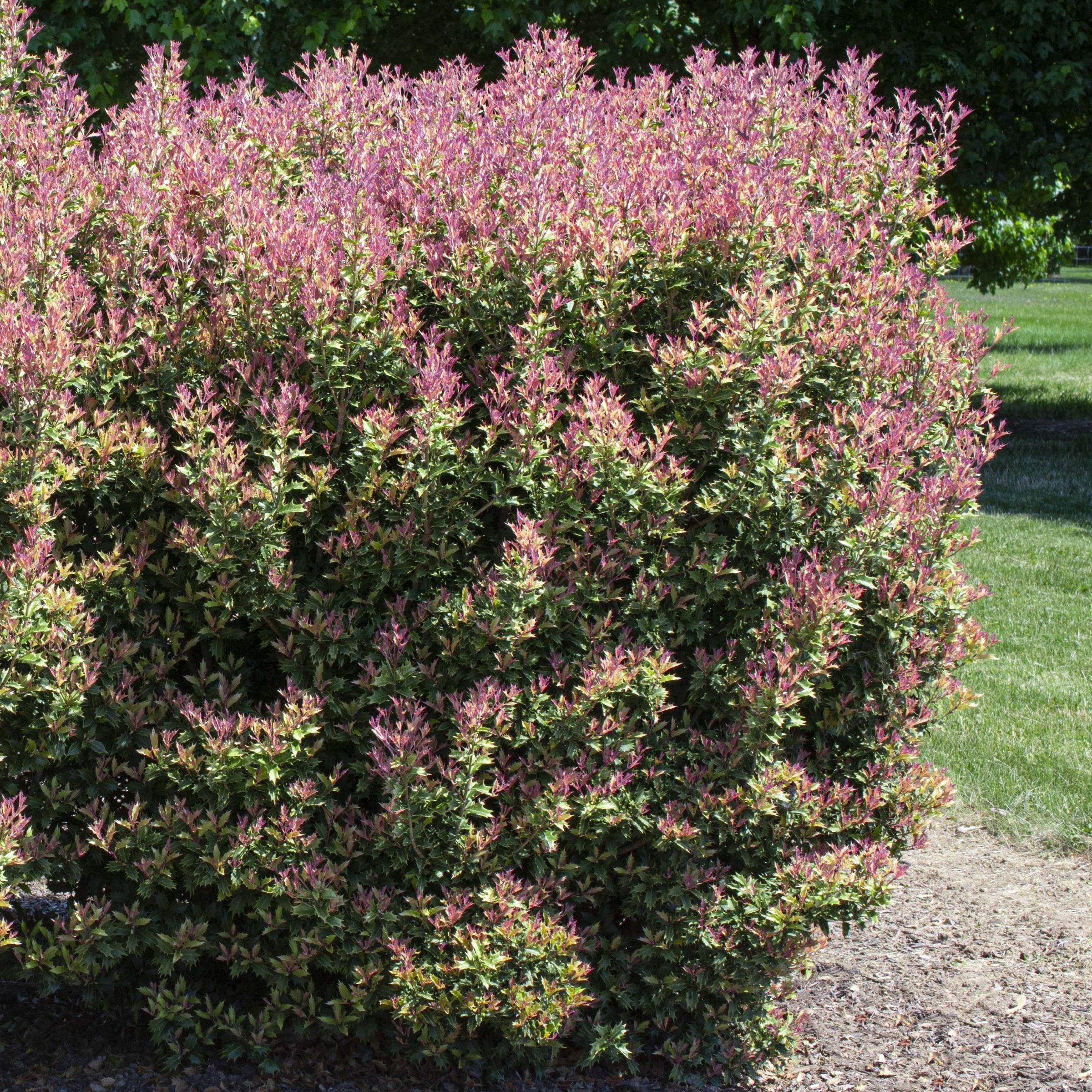 Osmanthus heterophyllus Party Lights™- 3 Gallon Pot (PICK UP ONLY)