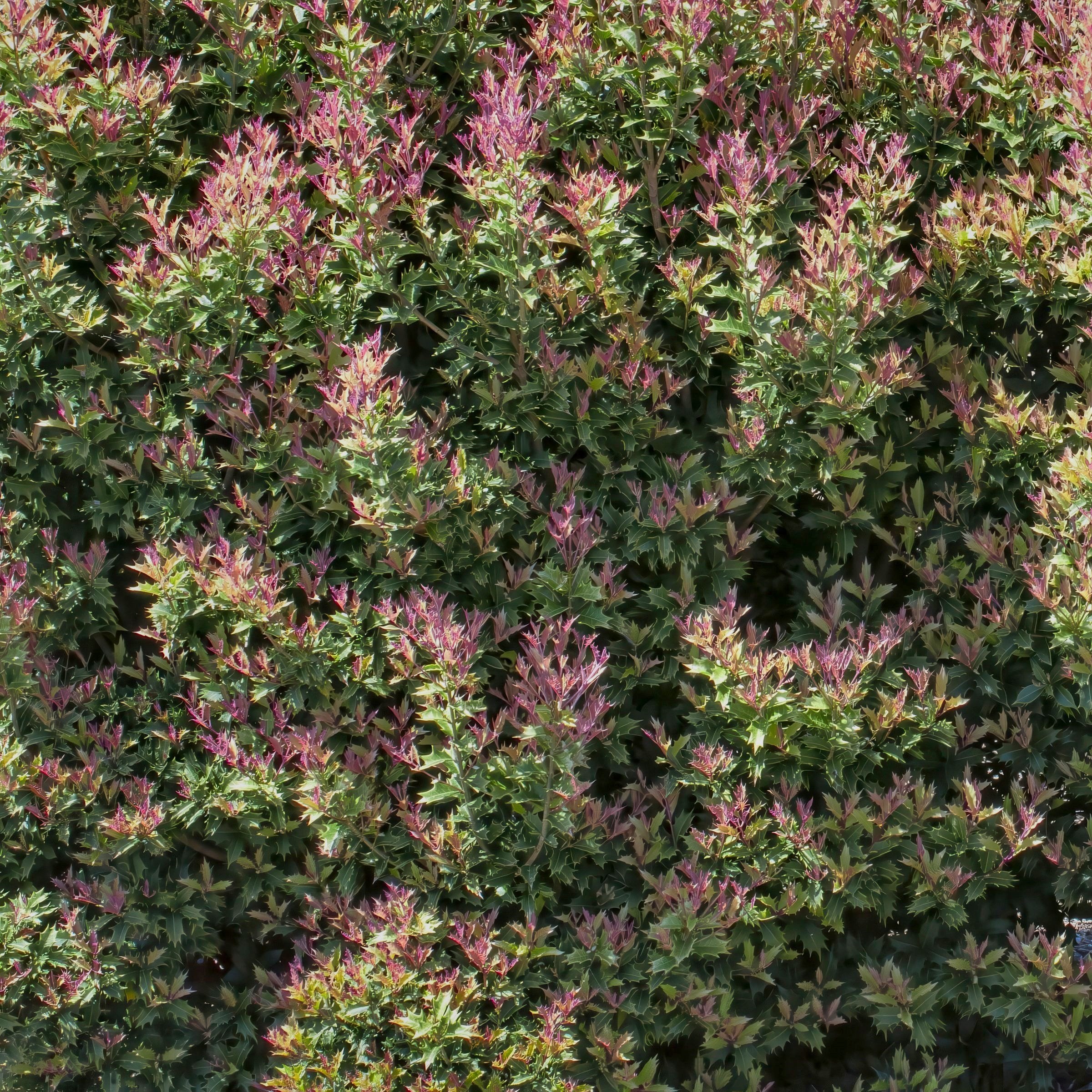 Osmanthus heterophyllus Party Lights™- 3 Gallon Pot (PICK UP ONLY)