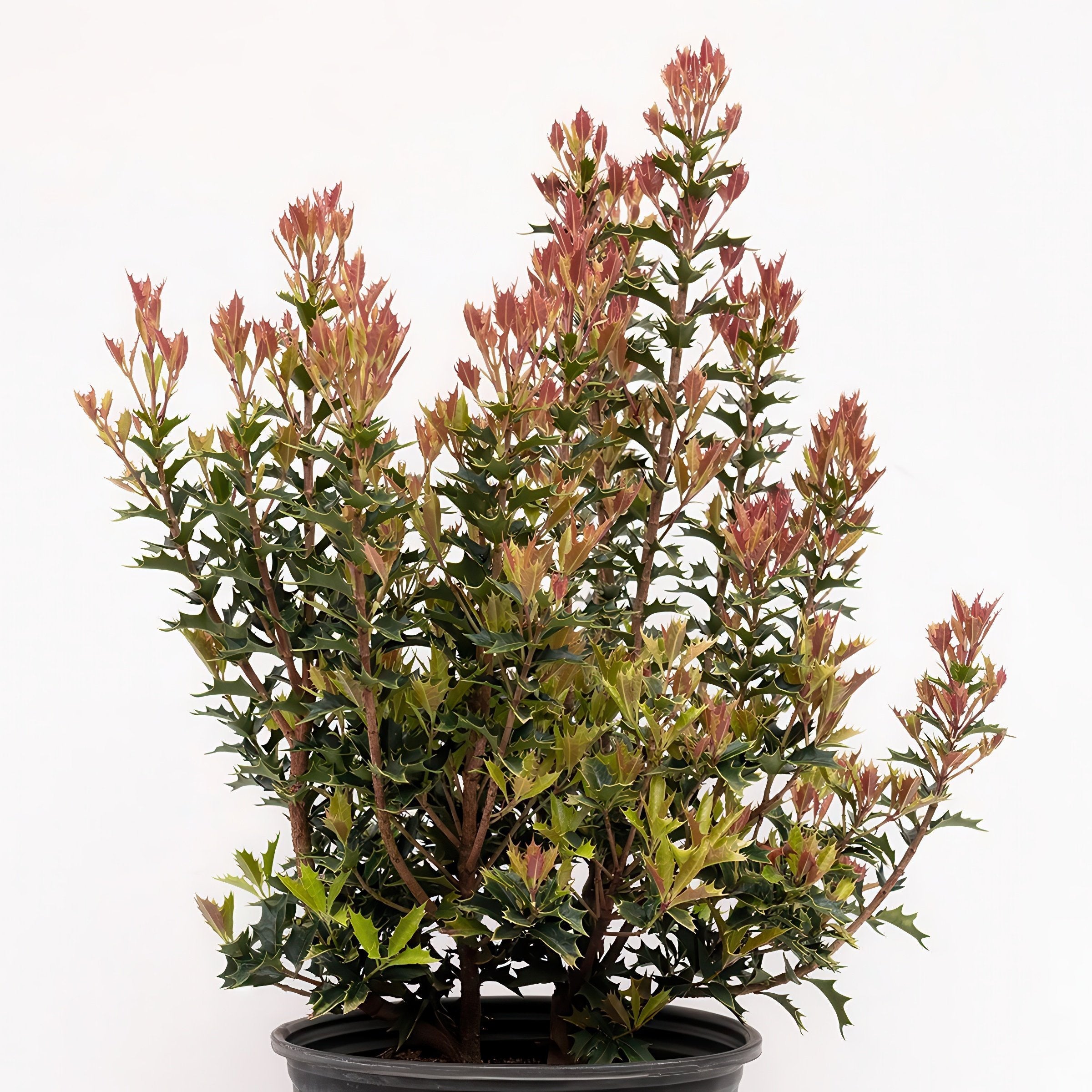 Osmanthus heterophyllus Party Lights™- 3 Gallon Pot (PICK UP ONLY)