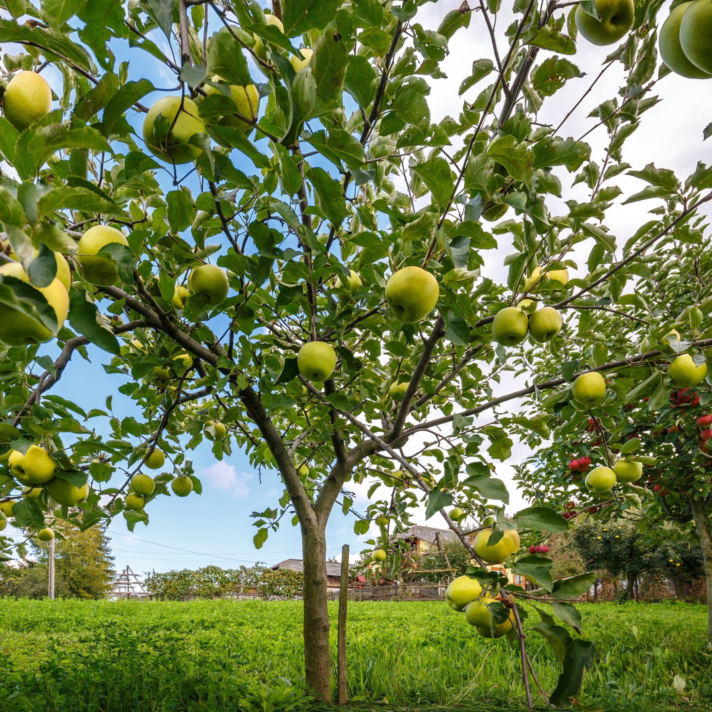 Malus Dorsett Golden Apple - 3 Gallon (Pick Up Only)