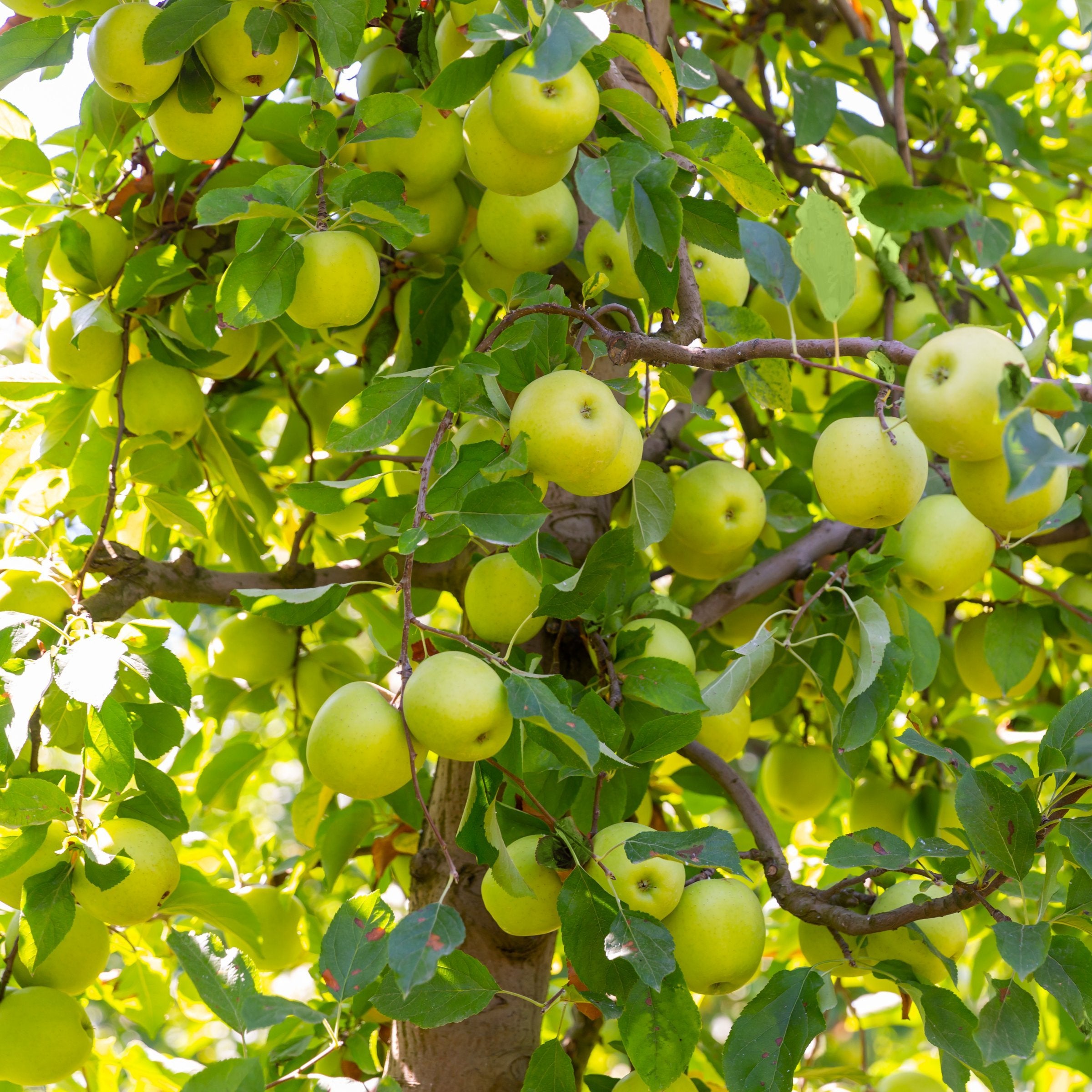 Malus Dorsett Golden Apple - 3 Gallon (Pick Up Only)