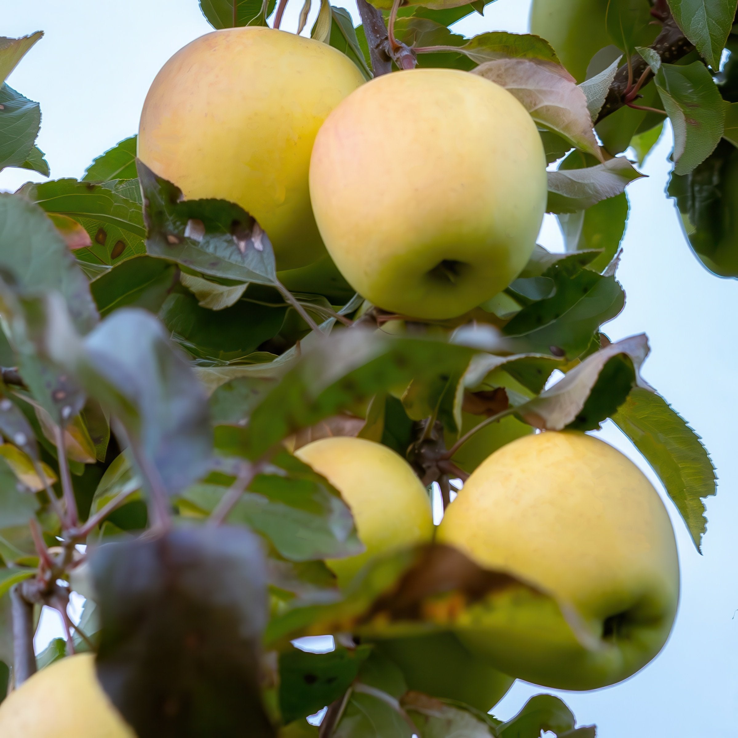 Malus Dorsett Golden Apple - 3 Gallon (Pick Up Only)