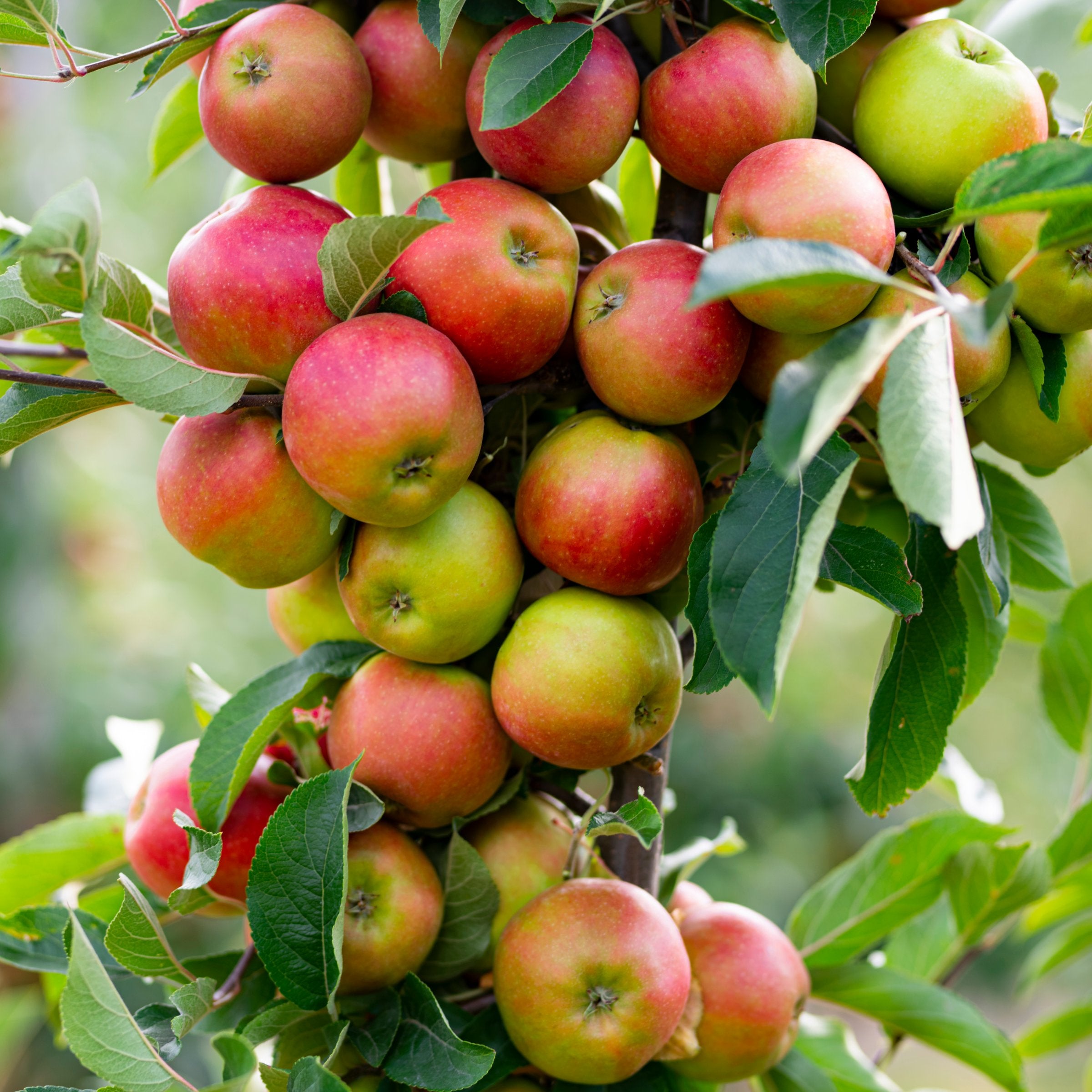 Malus Fuji Apple - 3 Gallon Pot