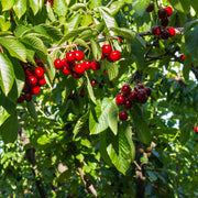 Prunus Stella Cherry - 3 Gallon Pot