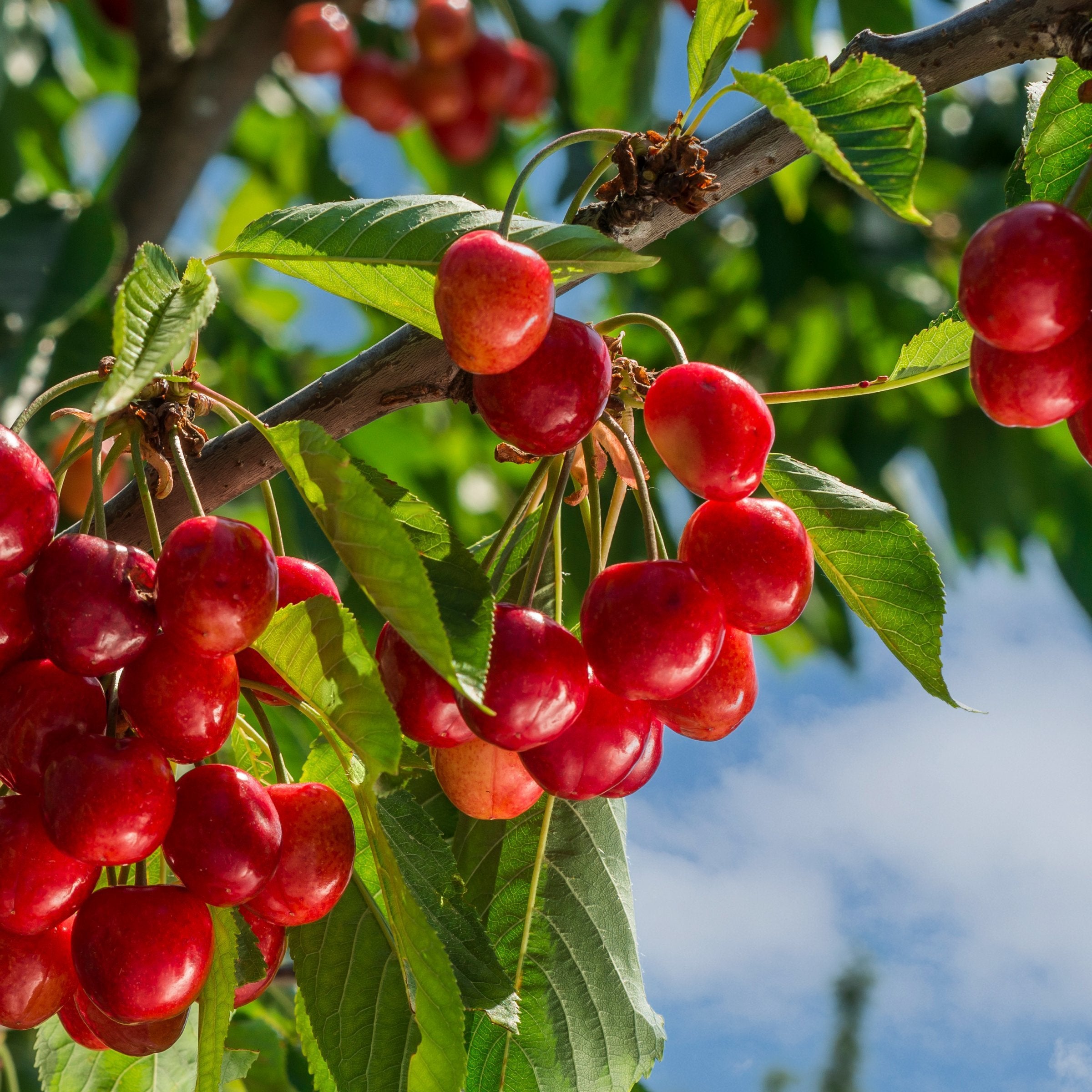 Prunus Stella Cherry - 3 Gallon Pot