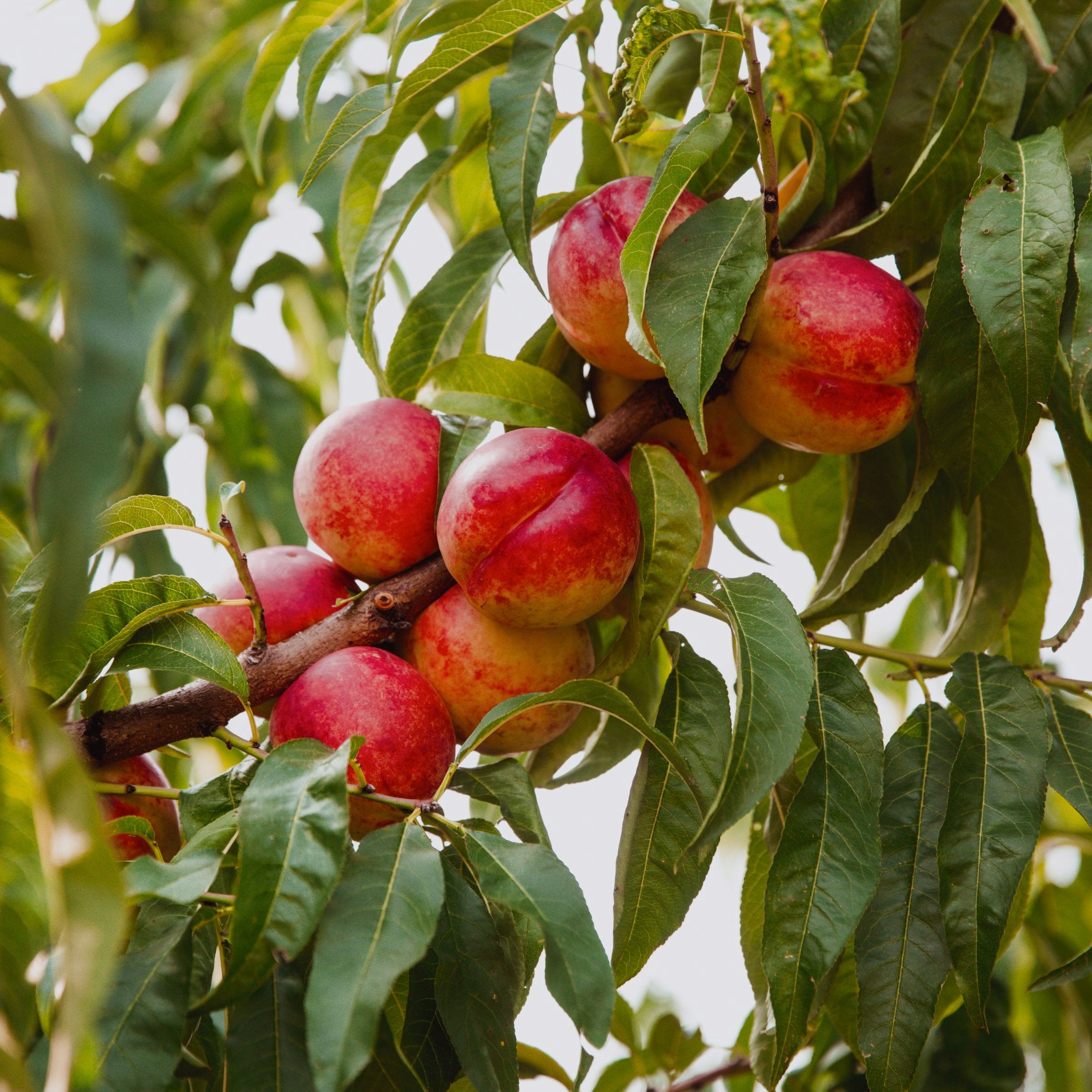 Prunus Fantasia Nectarine - 3 Gallon (Pick Up Only)