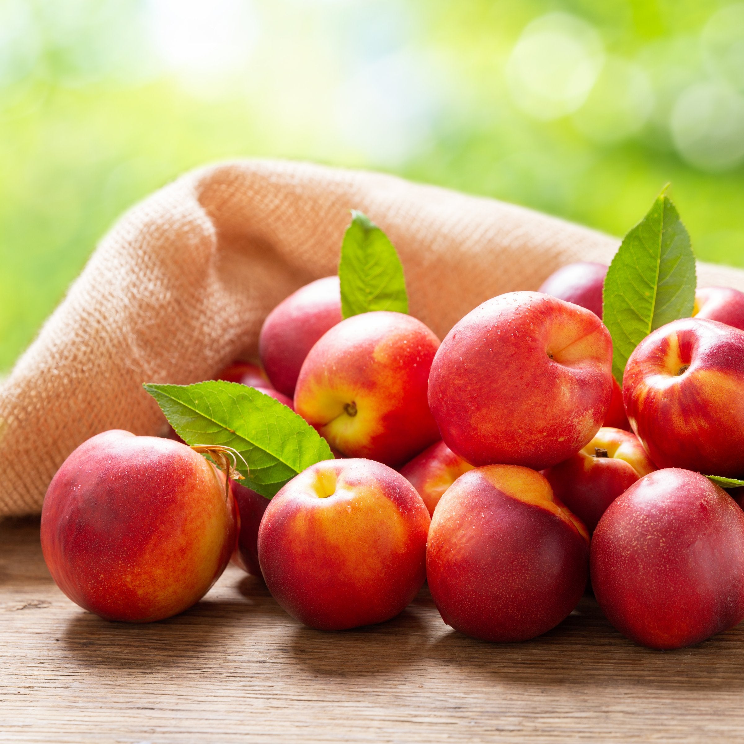 Prunus Fantasia Nectarine - 3 Gallon (Pick Up Only)