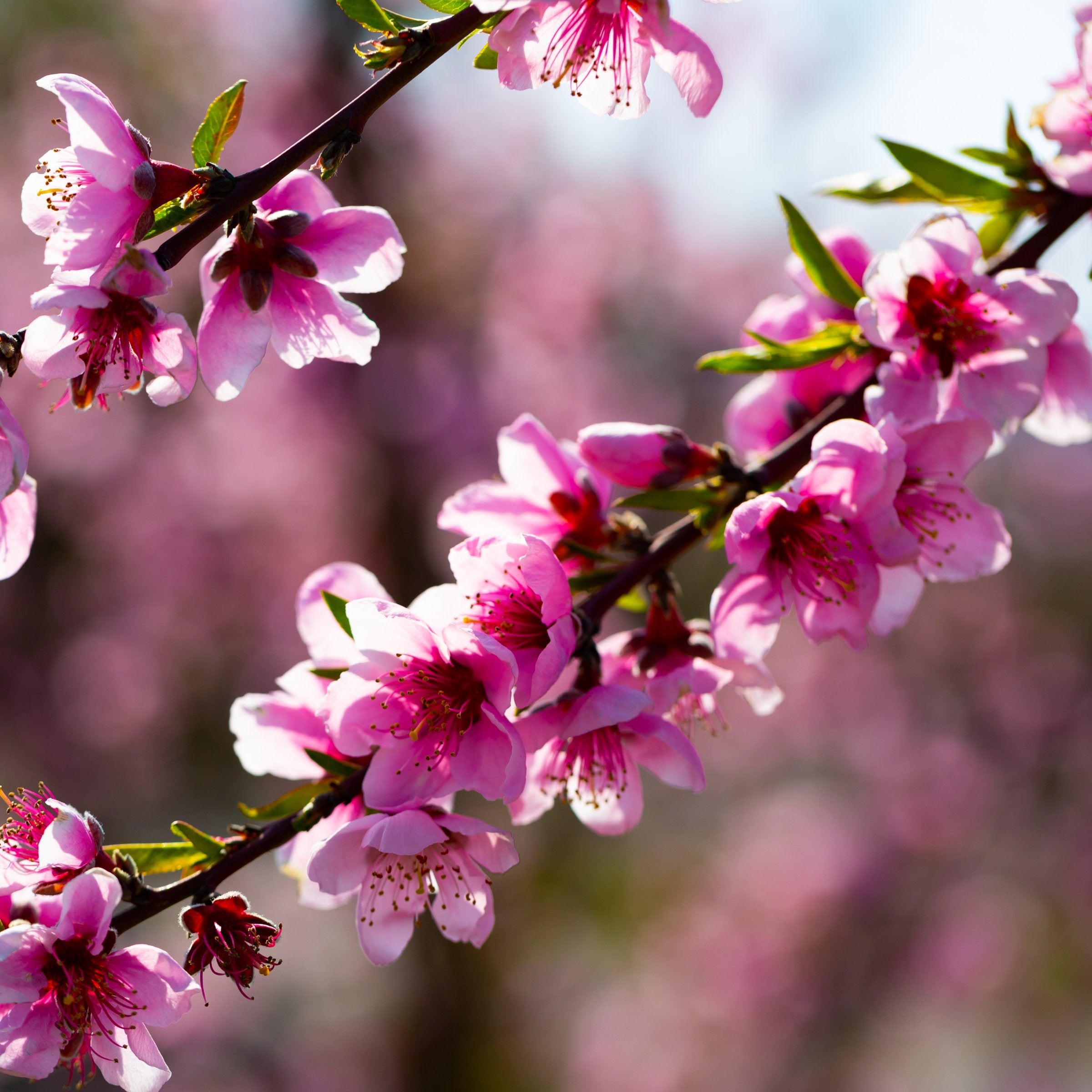 Prunus Fantasia Nectarine - 3 Gallon (Pick Up Only)