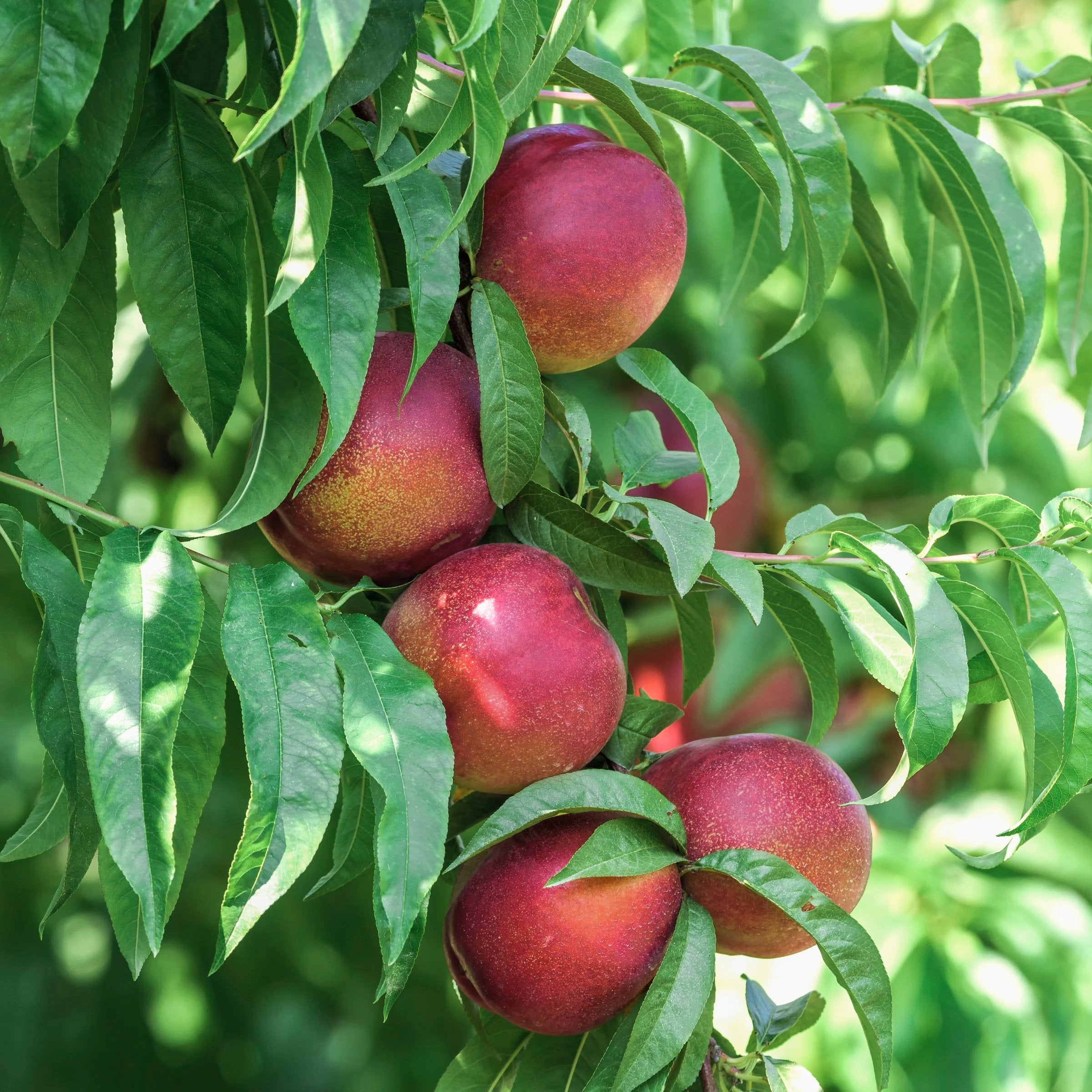 Prunus Fantasia Nectarine - 3 Gallon (Pick Up Only)