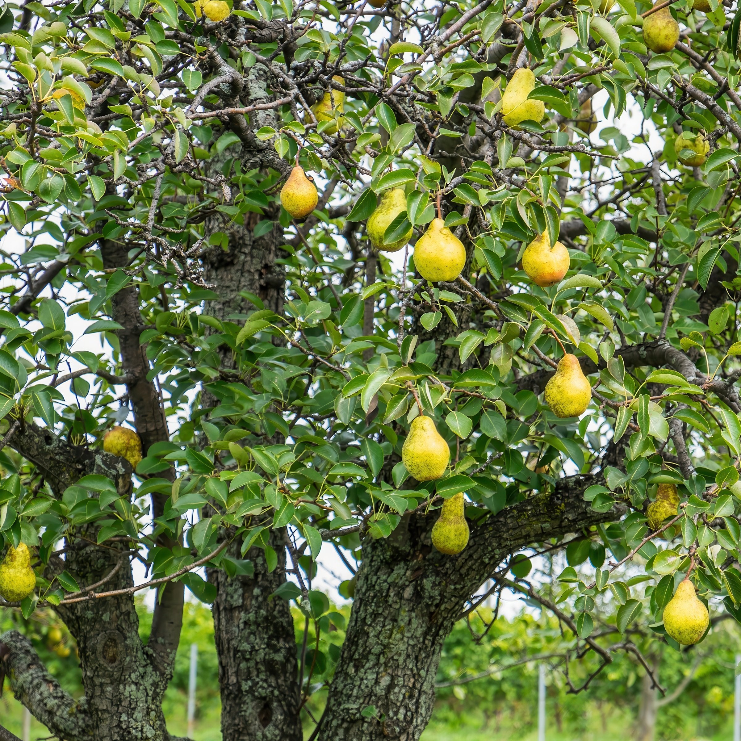 Pyrus Kieffer Pear - 3 Gallon (Pick Up Sale)
