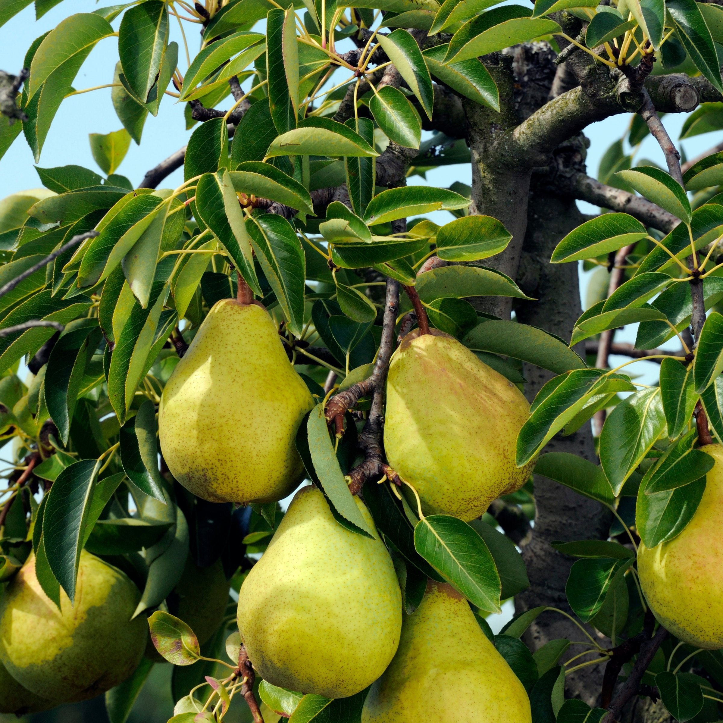 Pyrus Kieffer Pear - 3 Gallon (Pick Up Sale)