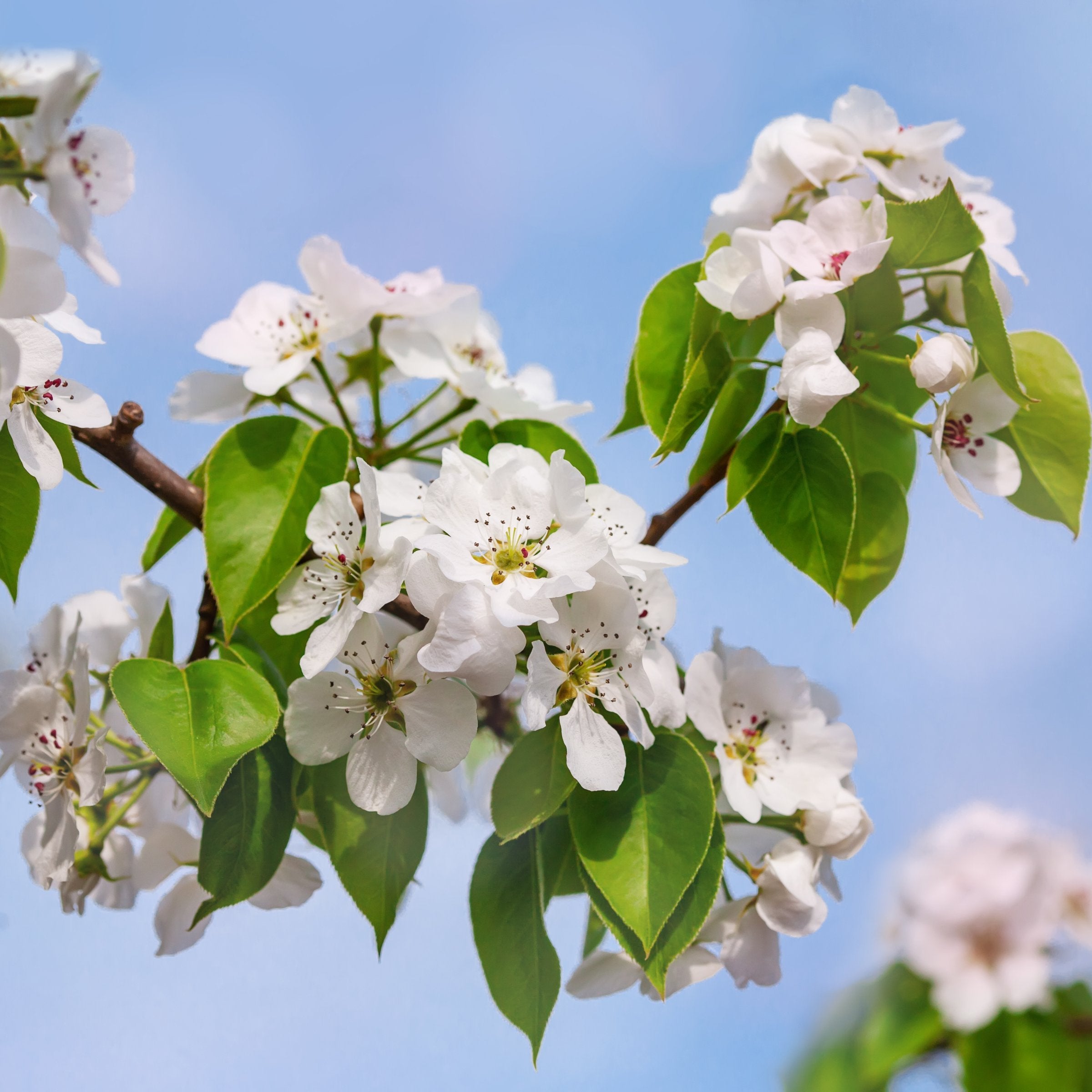 Pyrus Kieffer Pear - 3 Gallon (Pick Up Sale)