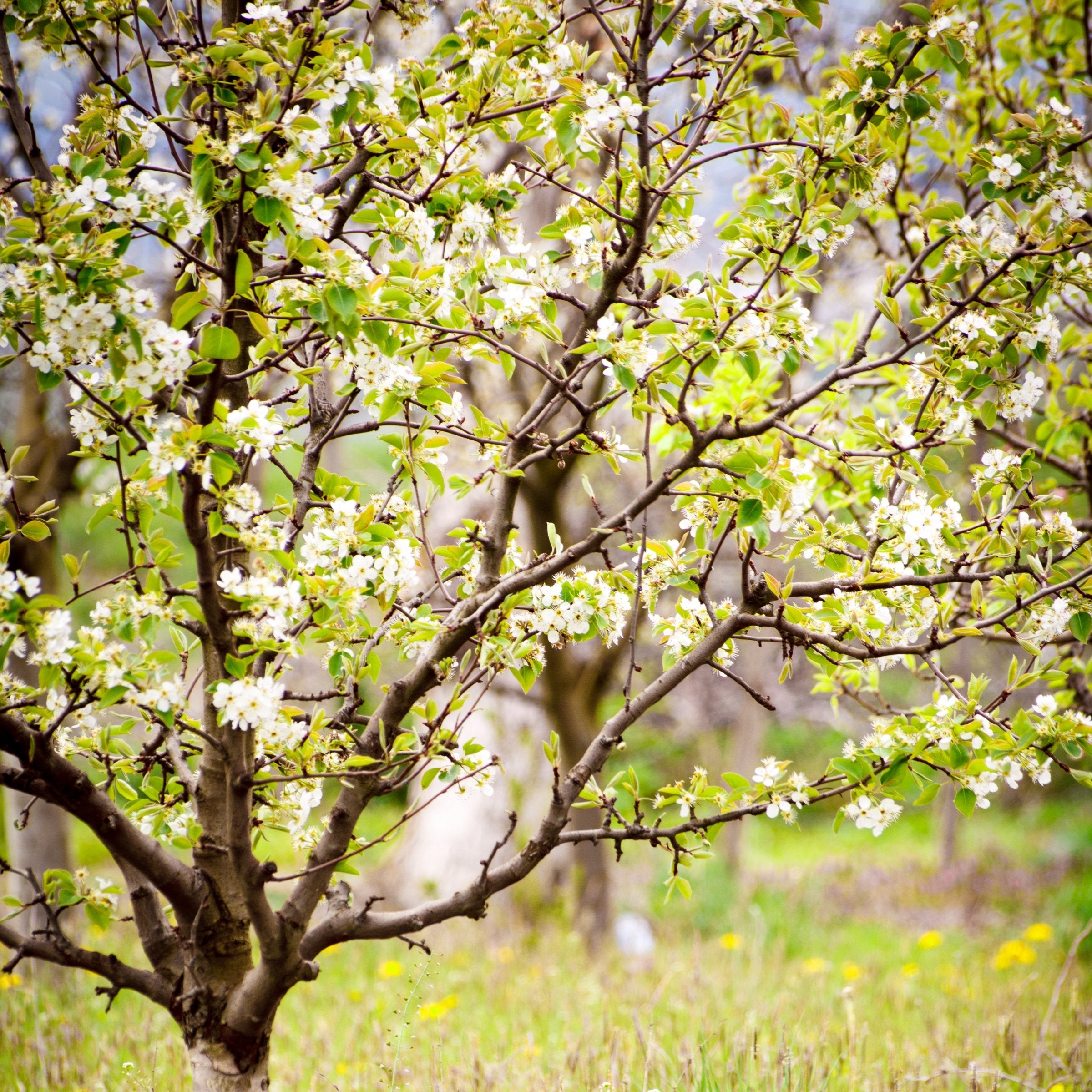 Prunus Ozark Premier Plum - 3 Gallon (Pick Up Only)