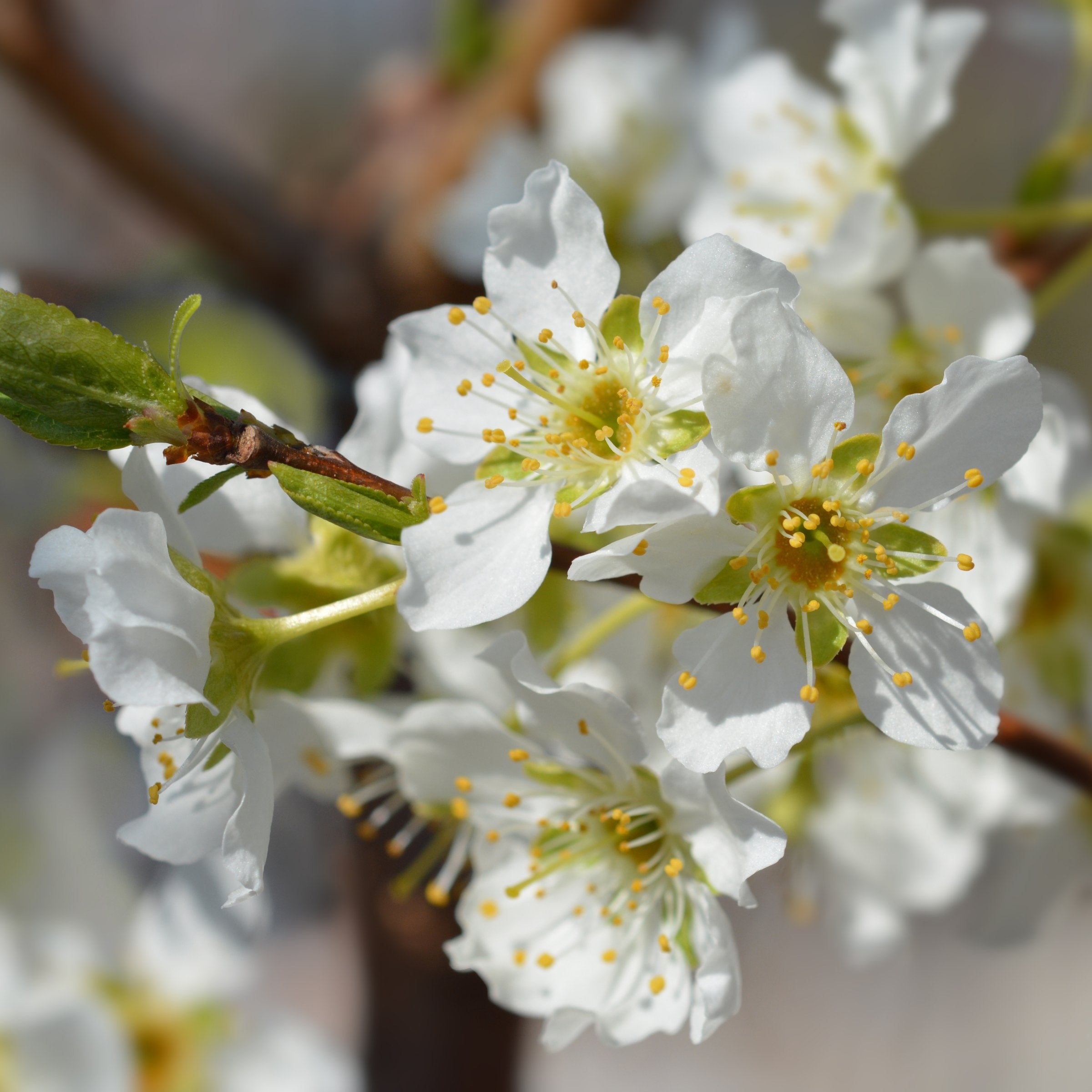 Prunus Ozark Premier Plum - 3 Gallon (Pick Up Only)