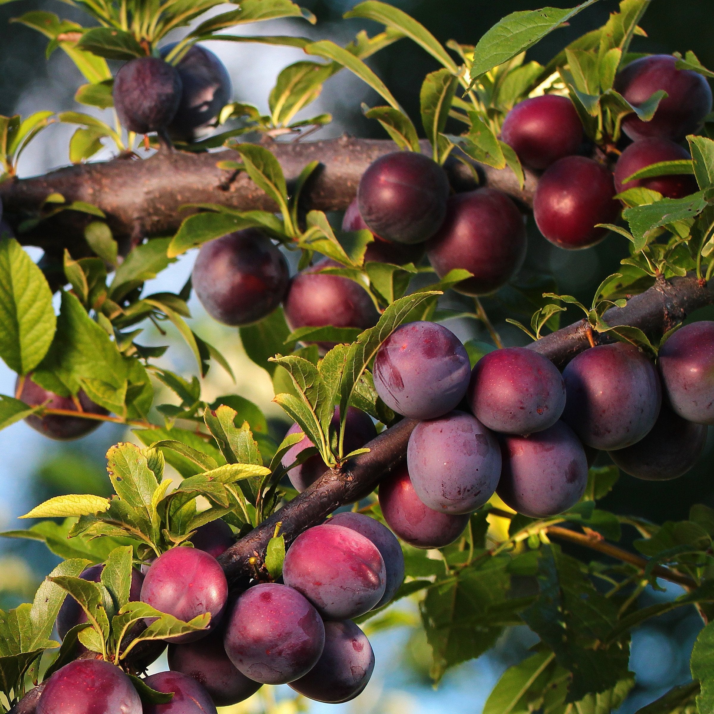Prunus Ozark Premier Plum - 3 Gallon (Pick Up Only)