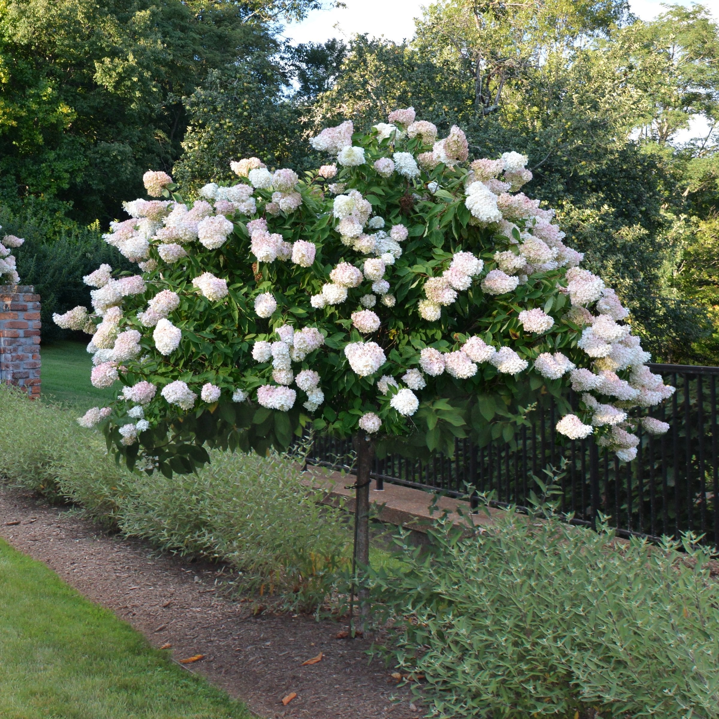 Hydrangea paniculata Limelight Tree - 2 Gallon Pot