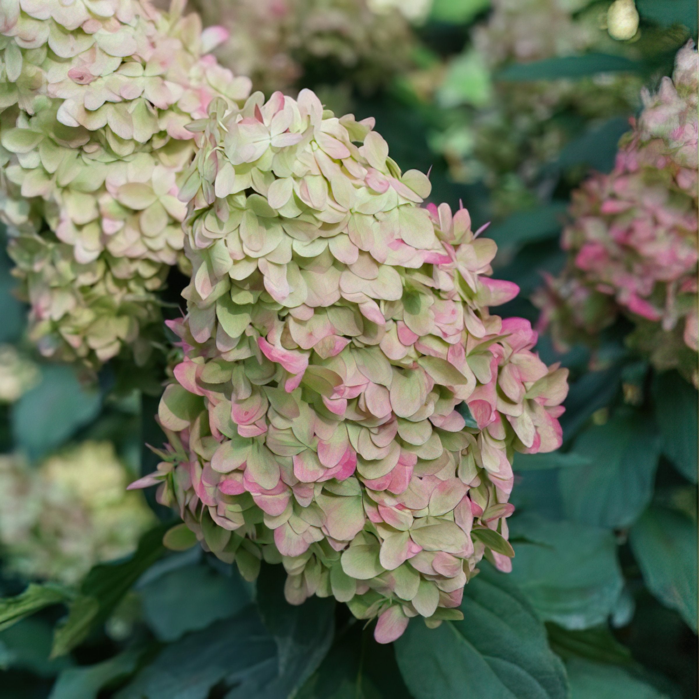 Hydrangea paniculata Limelight Tree - 2 Gallon Pot