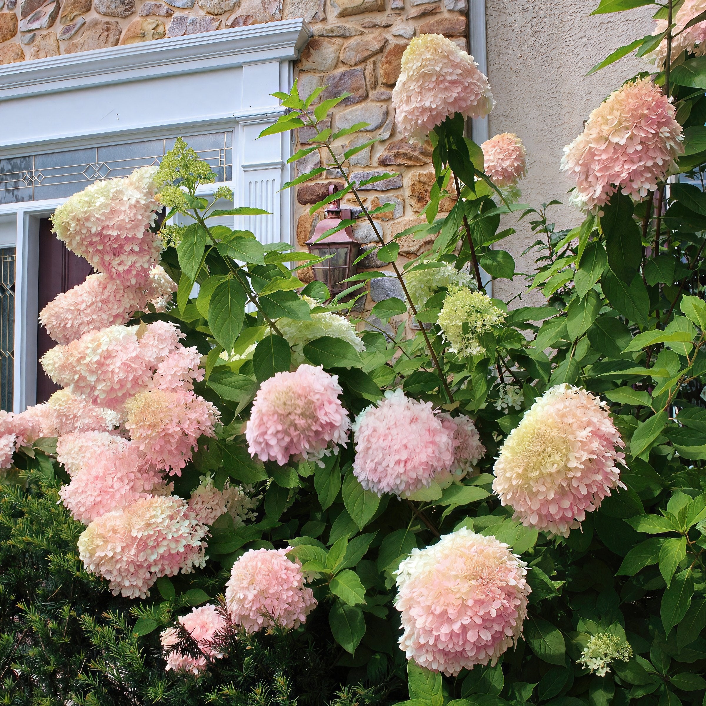 Hydrangea paniculata Limelight Tree - 2 Gallon Pot