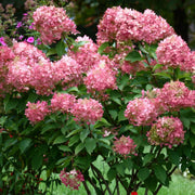 Hydrangea paniculata Limelight Tree - 2 Gallon Pot