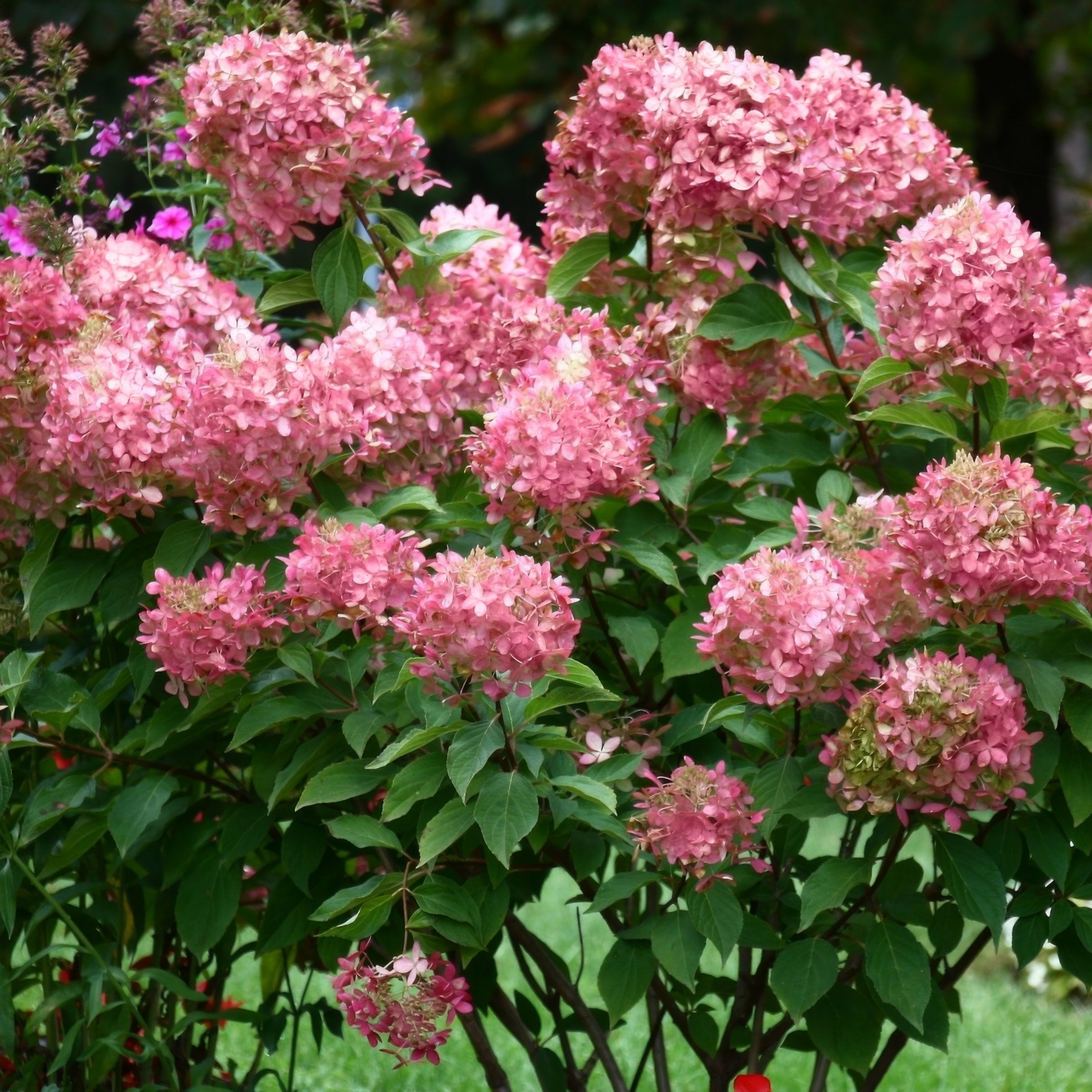 Hydrangea paniculata Limelight Tree - 2 Gallon Pot