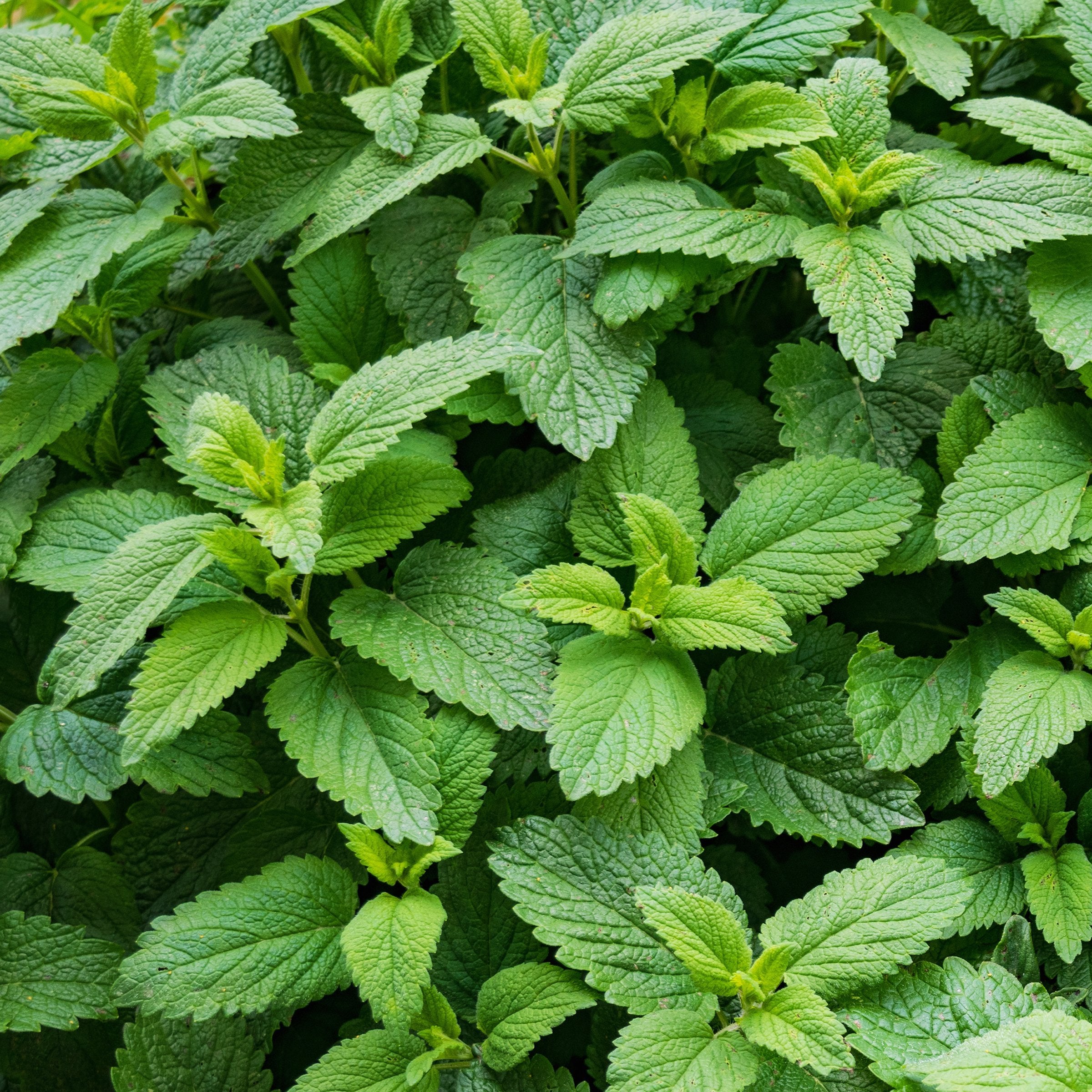 Mentha Spearmint - 10" Hanging Basket, THE BIG PLANT SALE