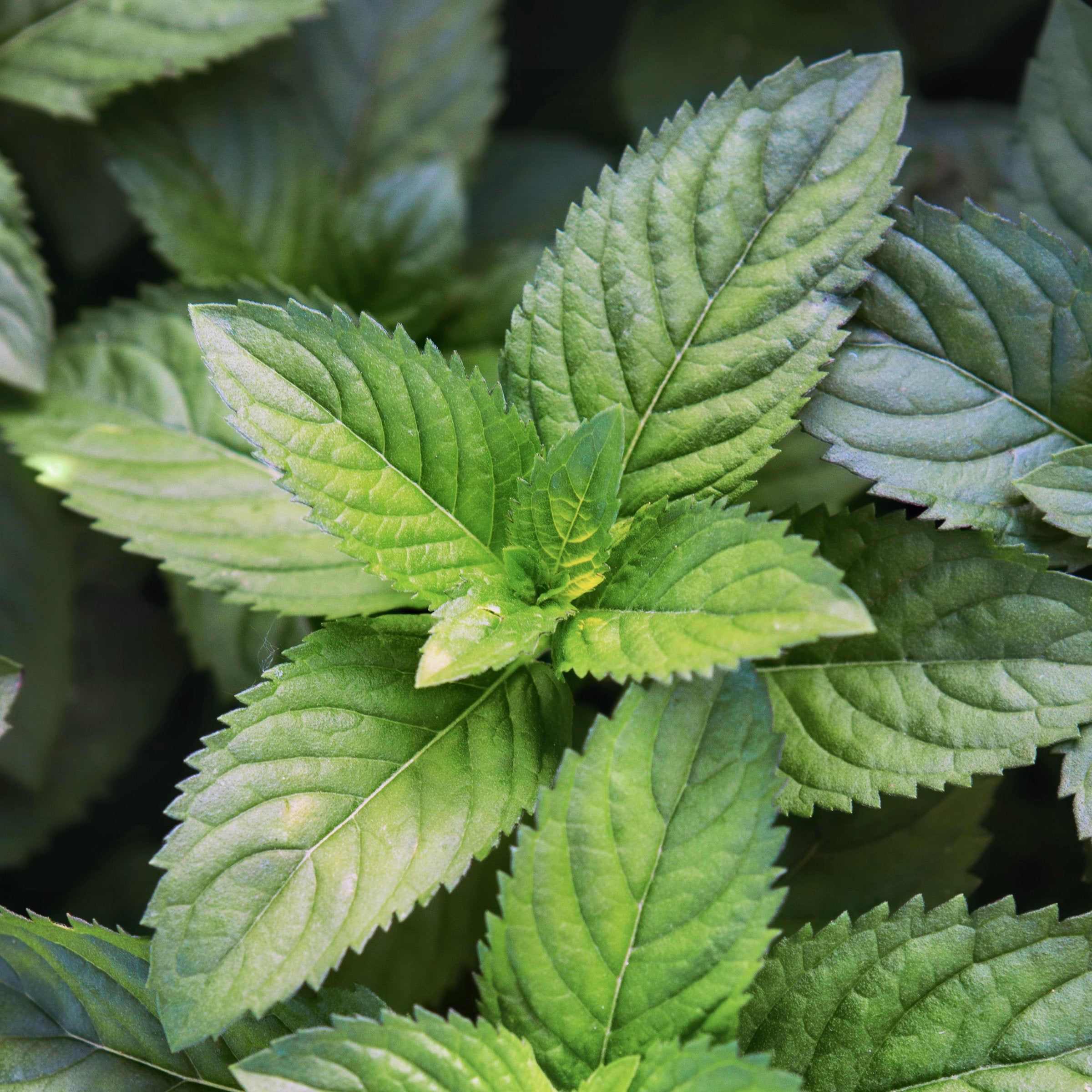 Mentha Spearmint - 10" Hanging Basket, THE BIG PLANT SALE