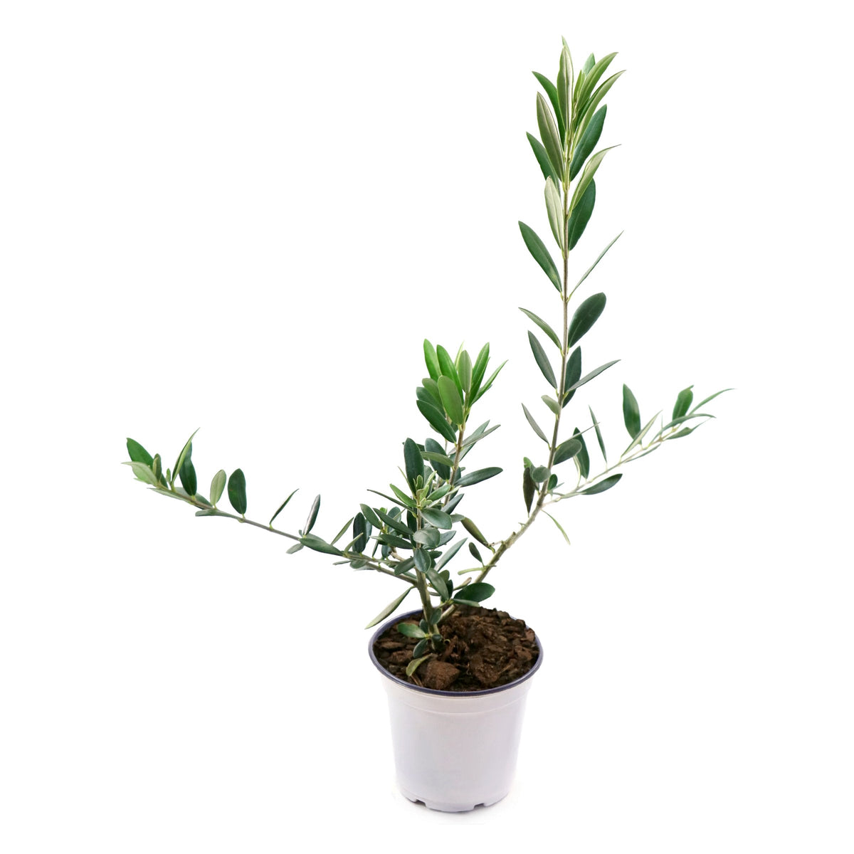 Olea 'Coratina' Olive -  4" Pot (NOVEMBER PICK UP SALE)
