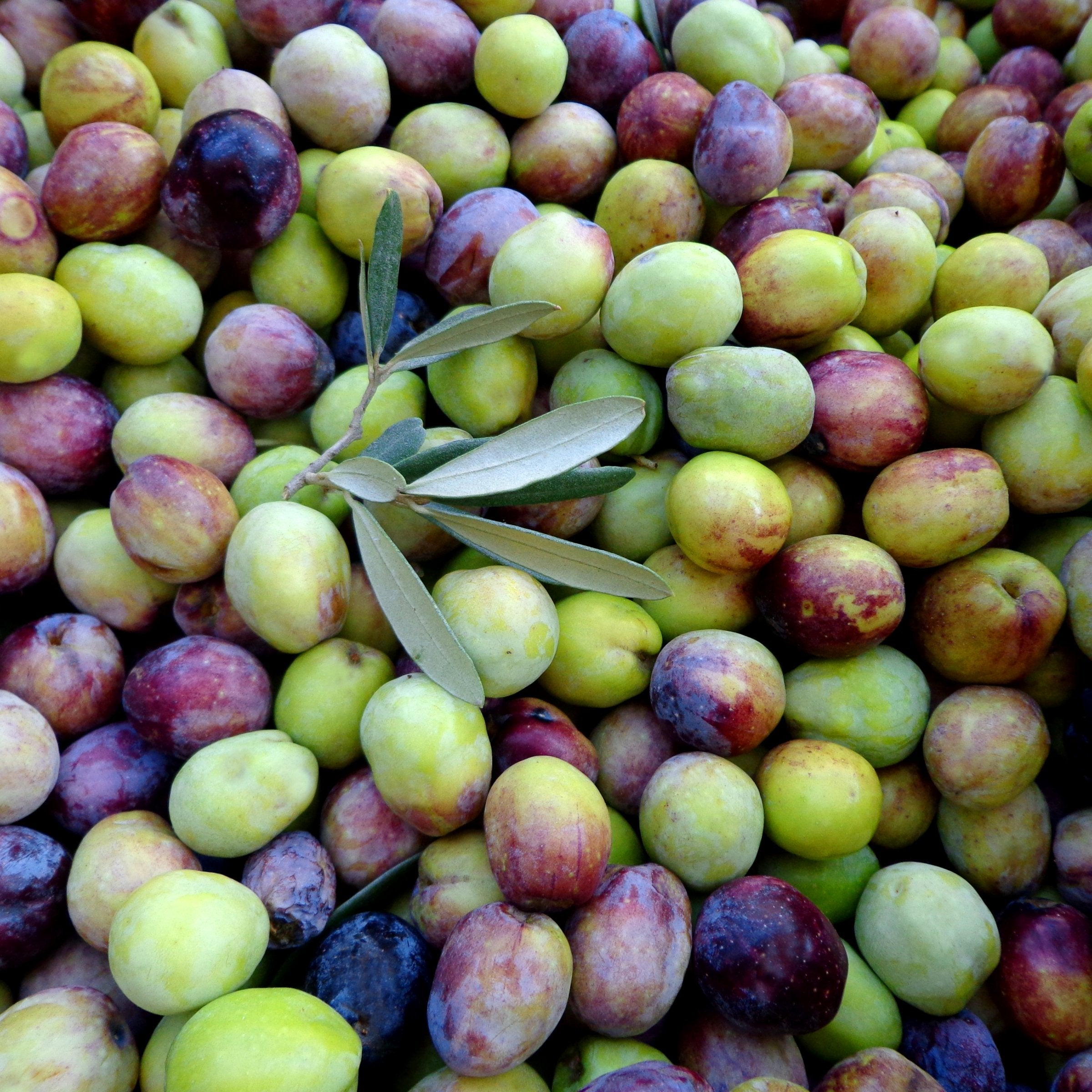 Arbequina Olive - 3 Gallon Pot