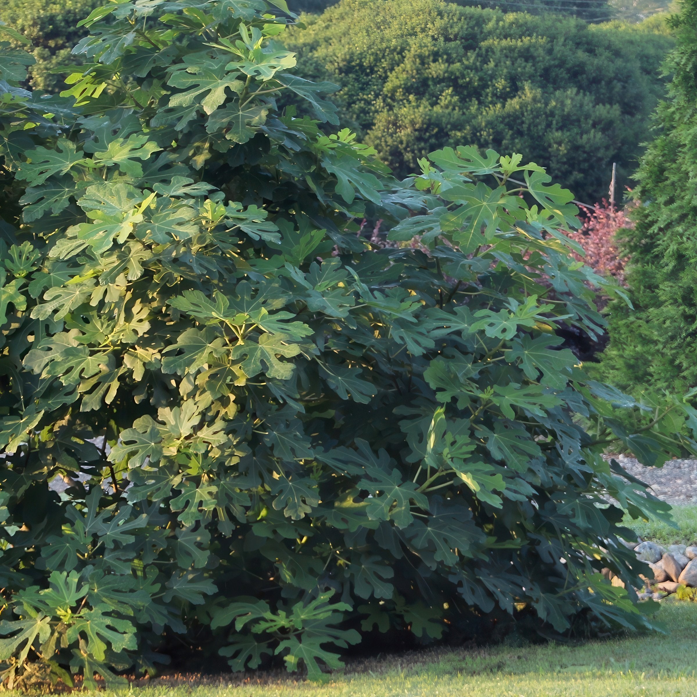 Ficus Olympian Fig  - 1 Gallon (Pick Up Sale)