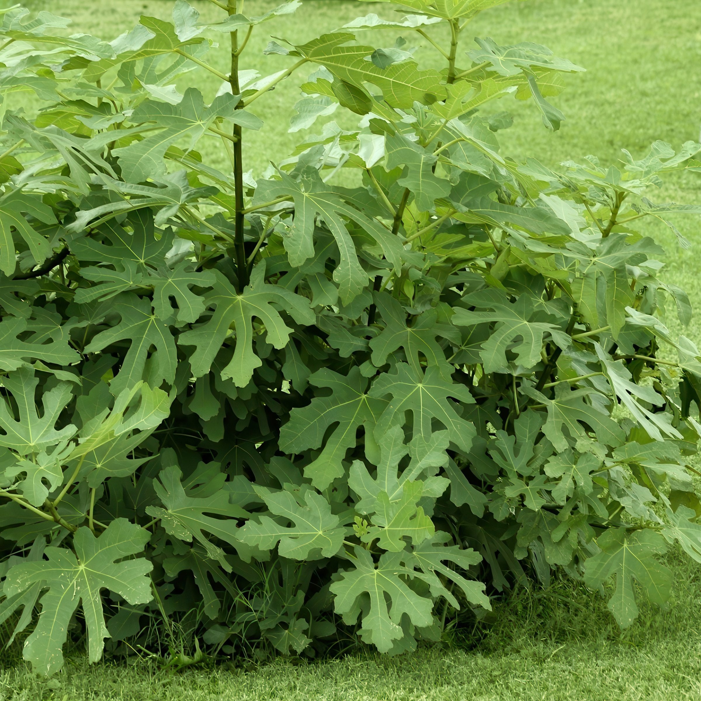 Ficus Olympian Fig  - 1 Gallon (Pick Up Sale)