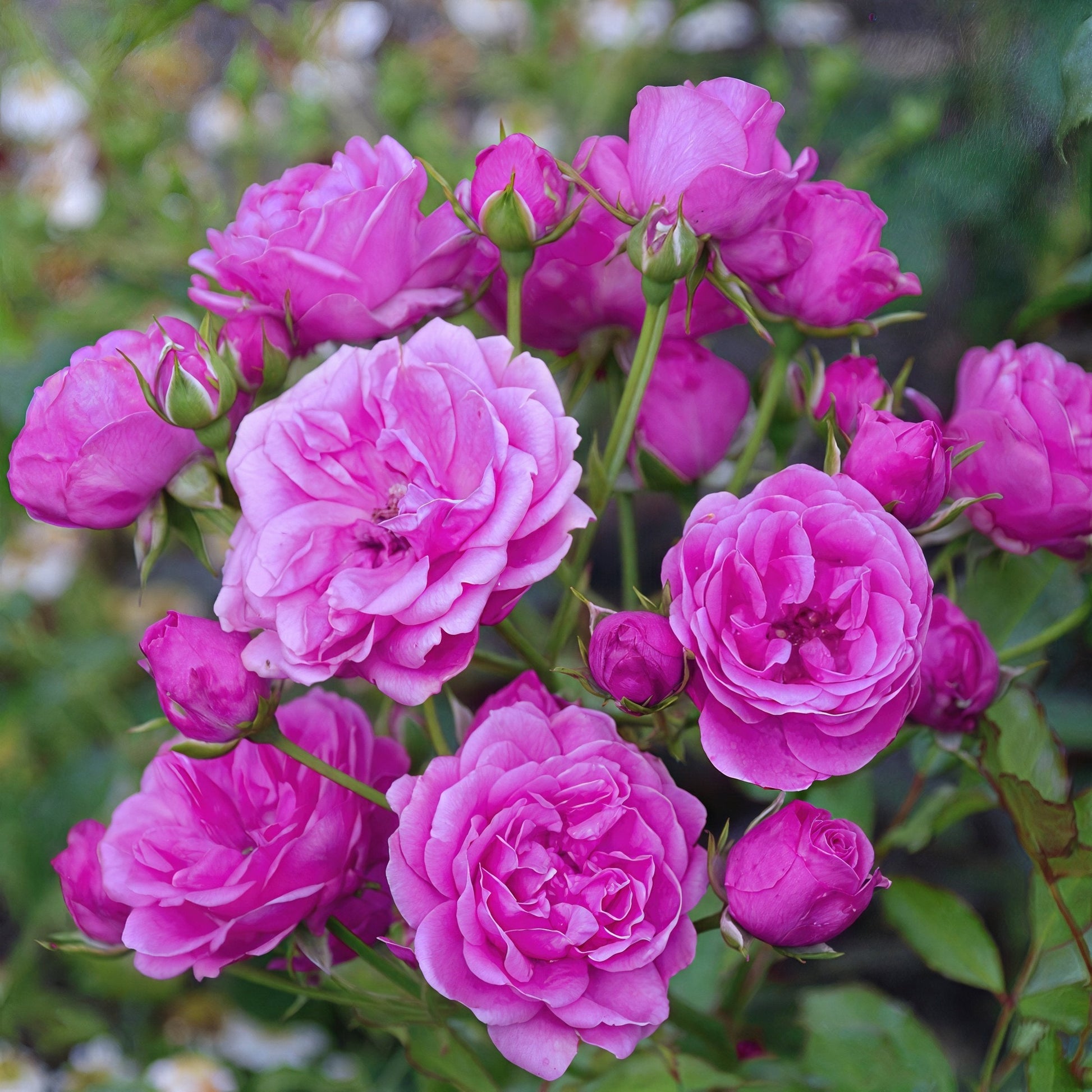 lavender roses to plant Rose Lavender Miniflora- 2.5" Pot