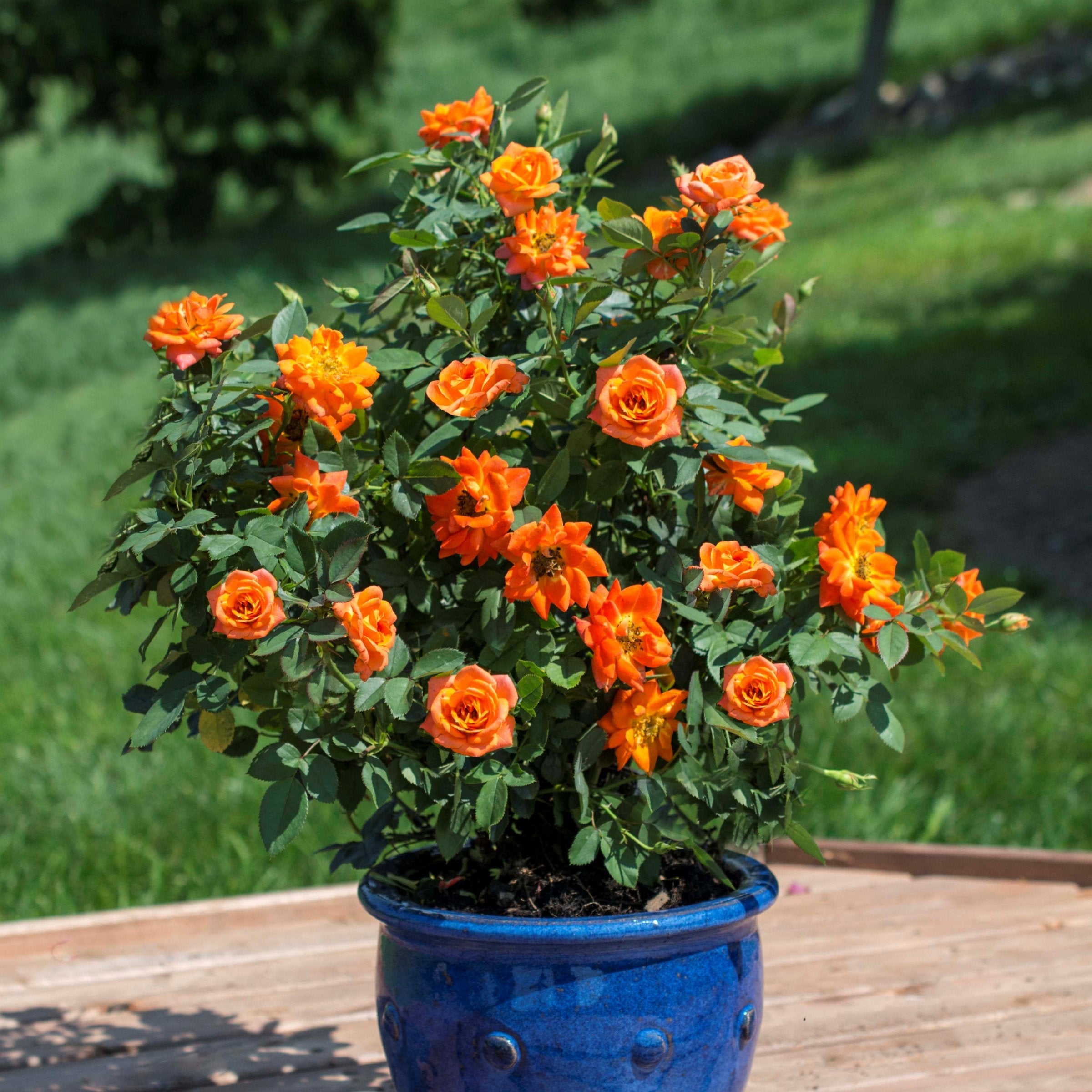 Perennials | Rose – Cottage Farms