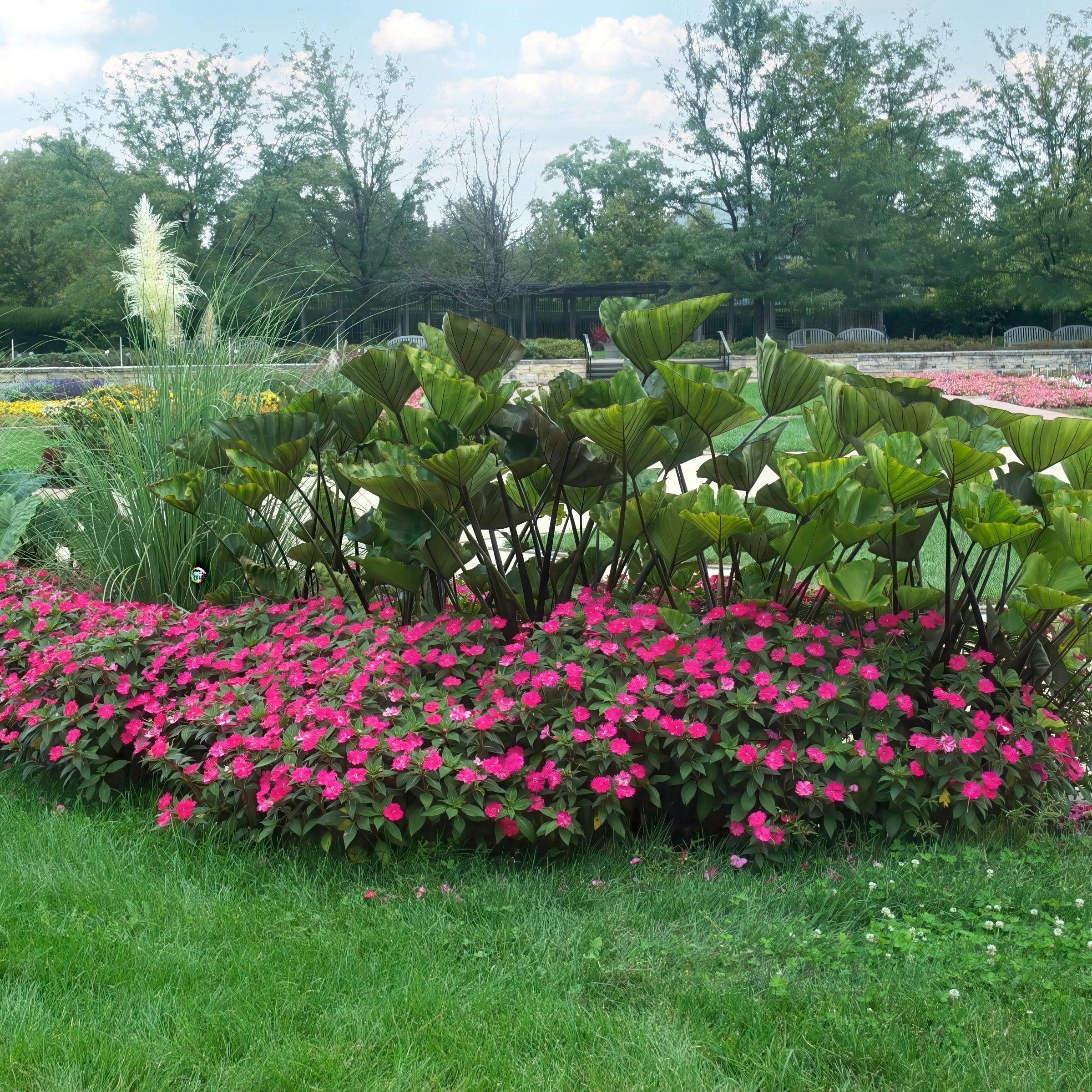 Impatiens SunPatiens® Compact Rose Glow - 2.5" Pot / Box of 4.