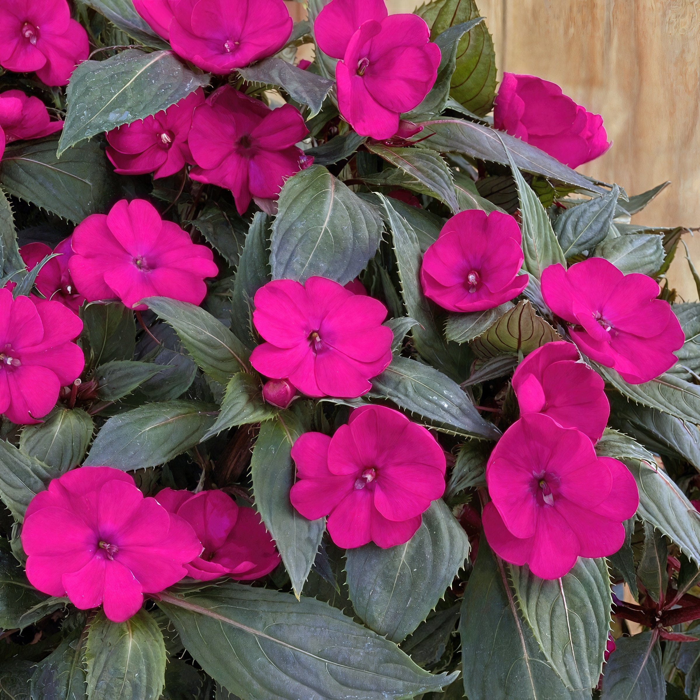 Impatiens SunPatiens® Compact Rose Glow - 2.5" Pot / Box of 4.