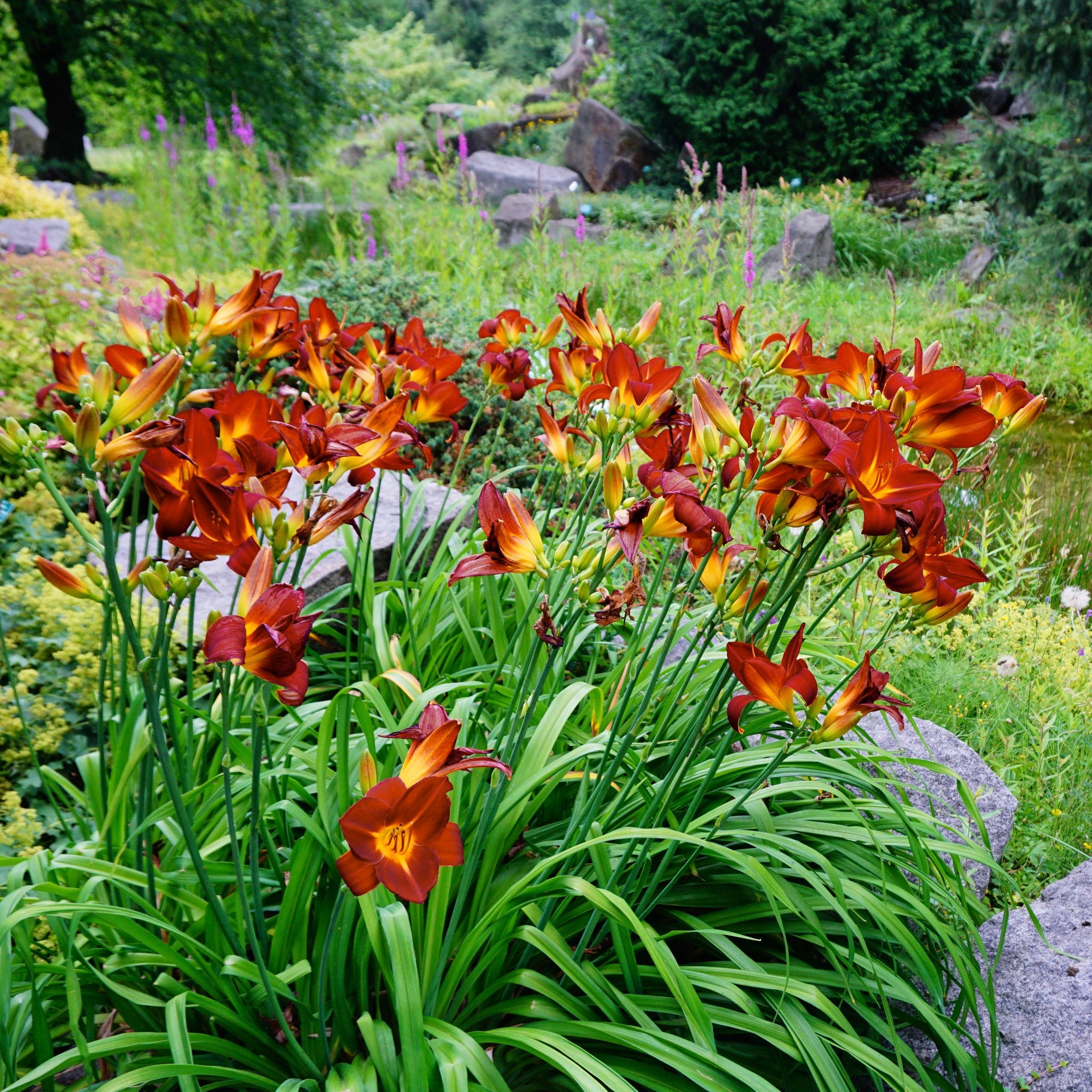 4 Piece Hemerocallis, Daylily 'Rosy Returns' - Bare Root