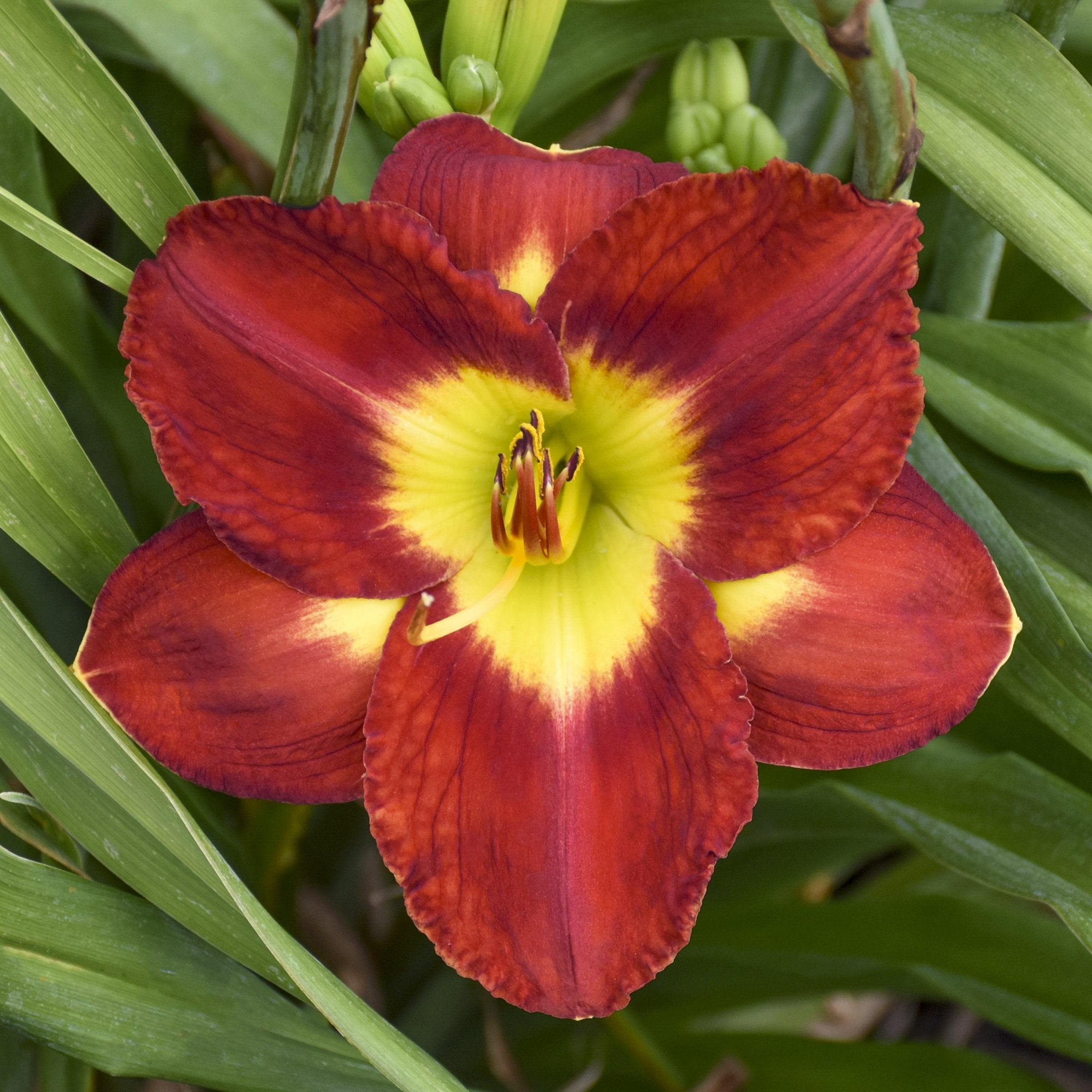 4 Piece Hemerocallis, Daylily 'Rosy Returns' - Bare Root