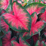 'Bombshell' Caladium - 4" Pot