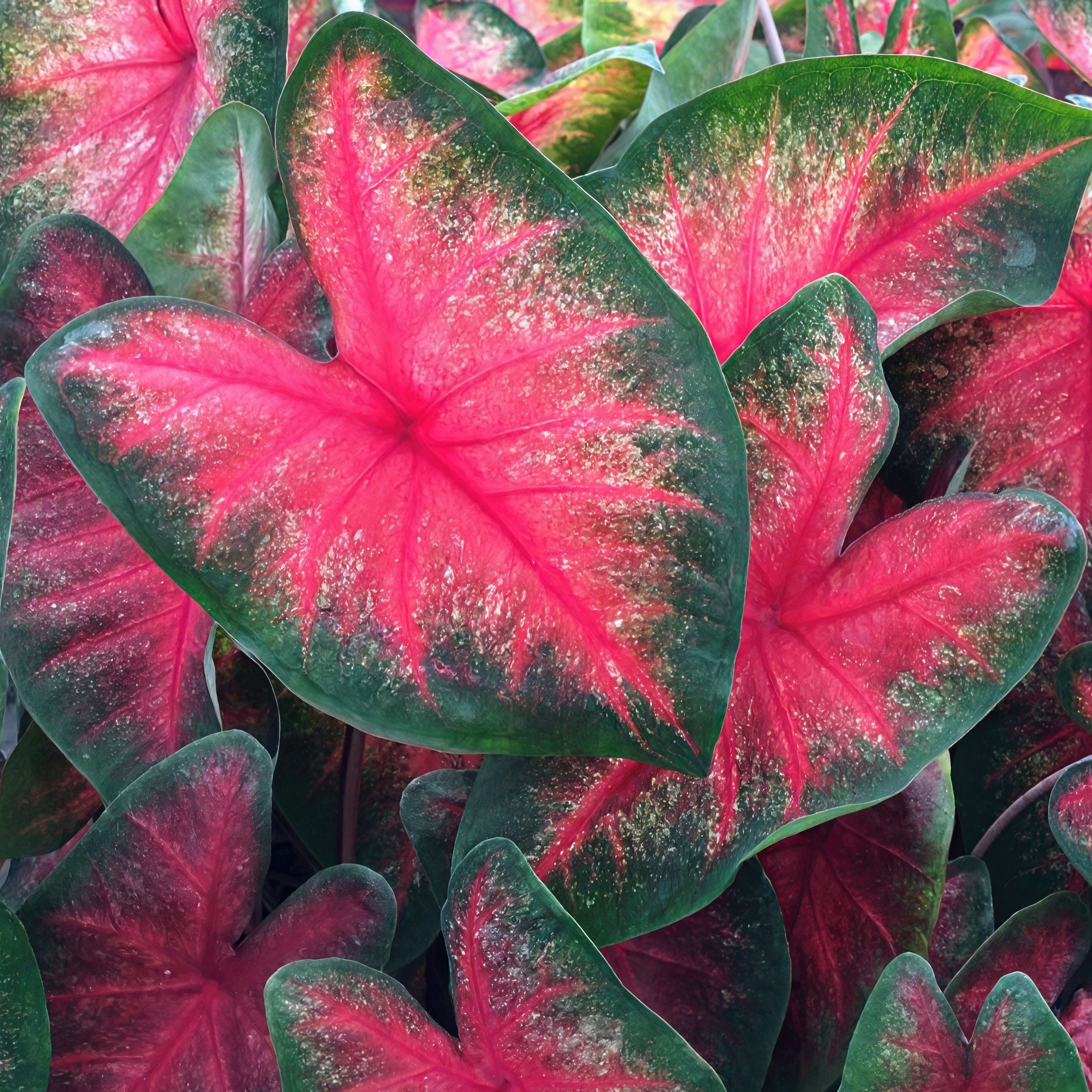 'Bombshell' Caladium - 4" Pot