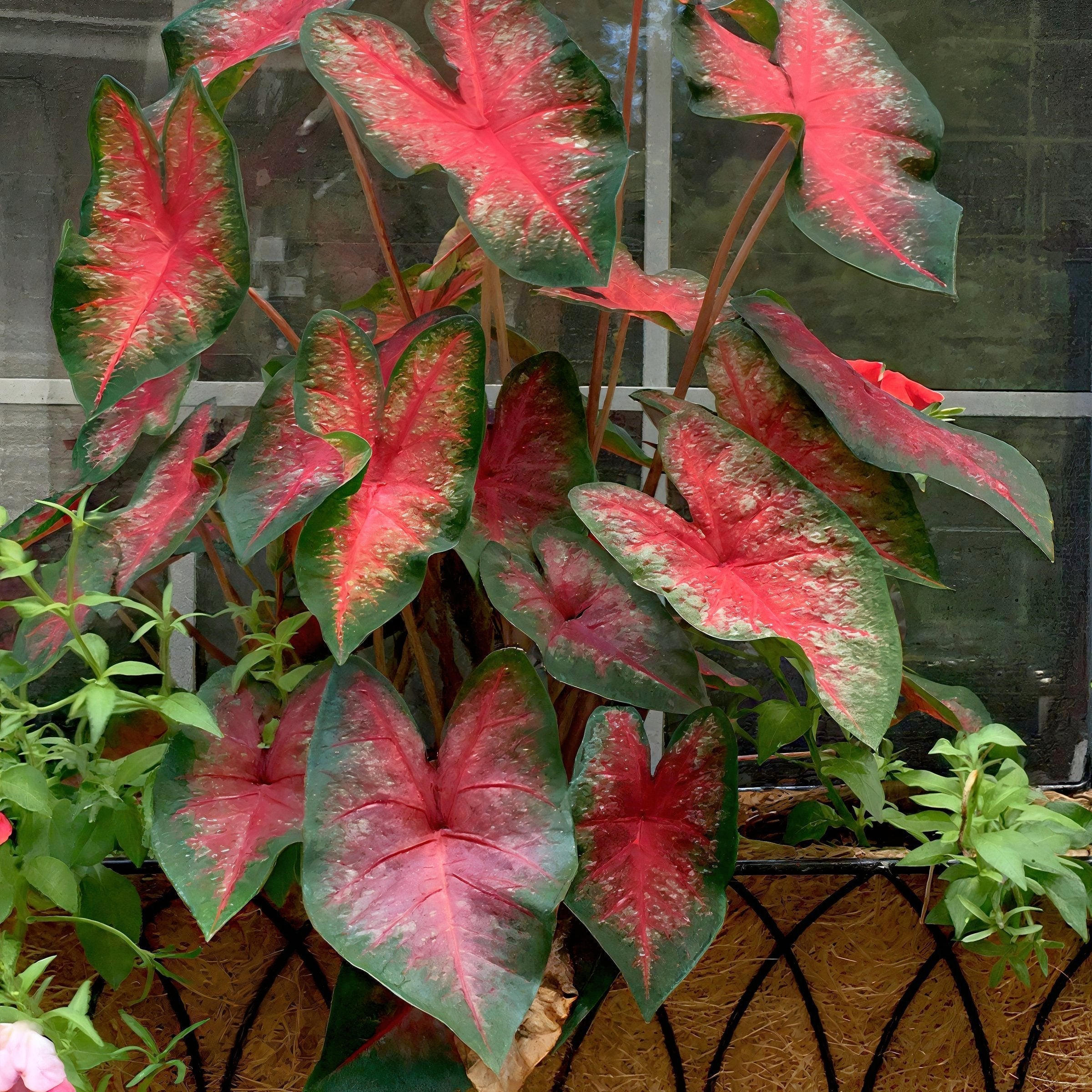 'Bombshell' Caladium - 4" Pot