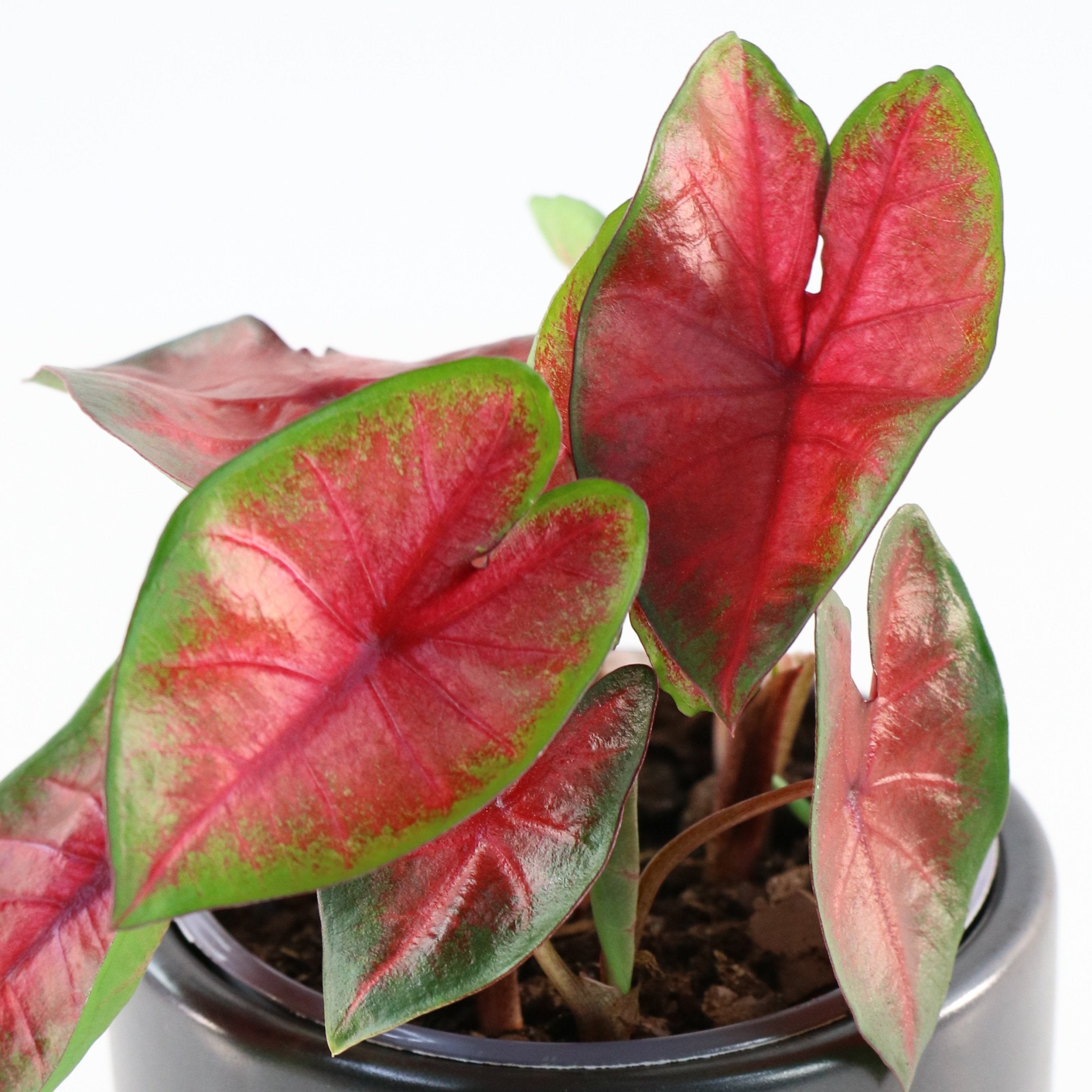 Caladium Bombshell - 4" (PICK UP ONLY)