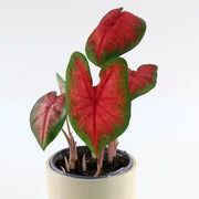 Caladium Bombshell - 4" (PICK UP ONLY)