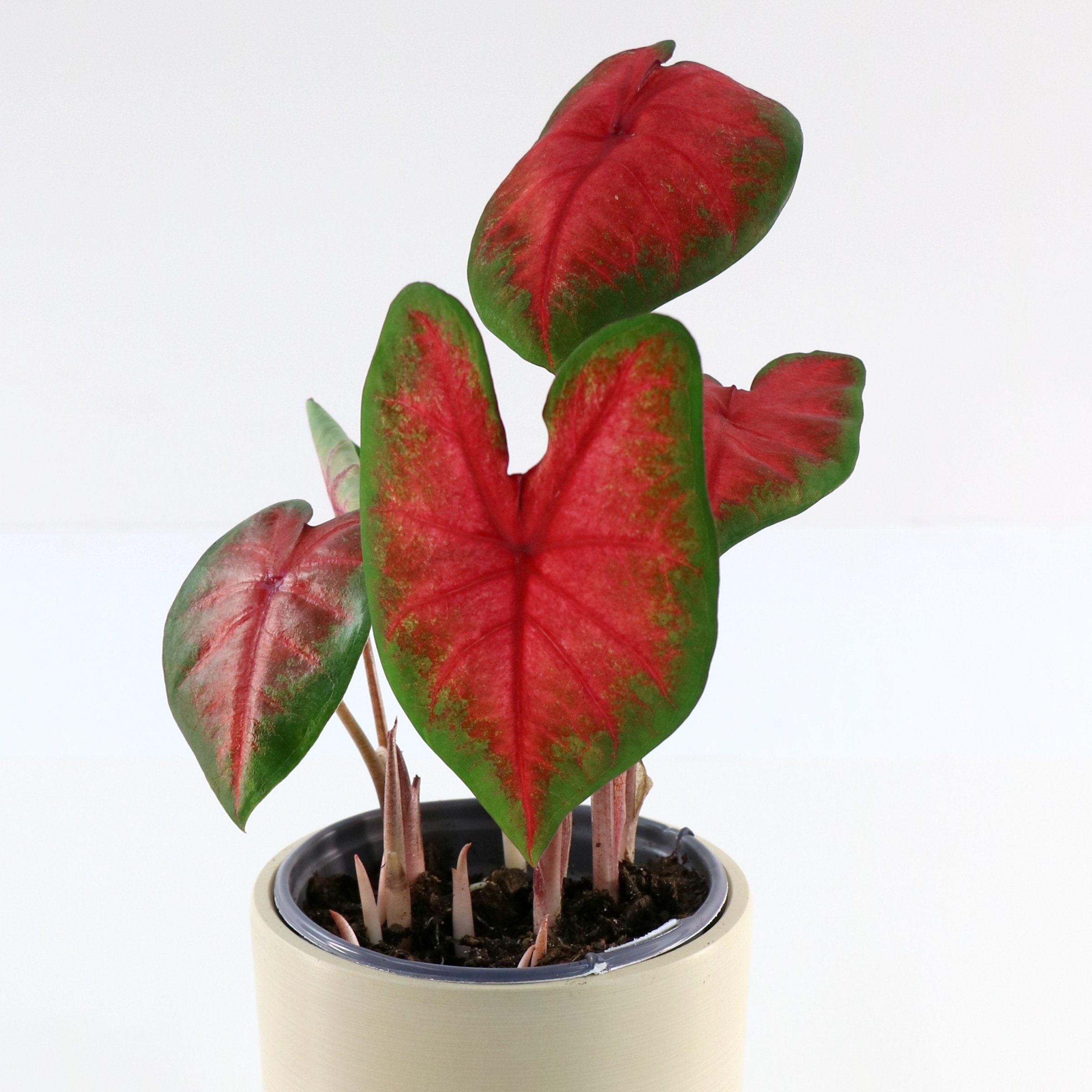 Caladium Bombshell - 4" (PICK UP ONLY)